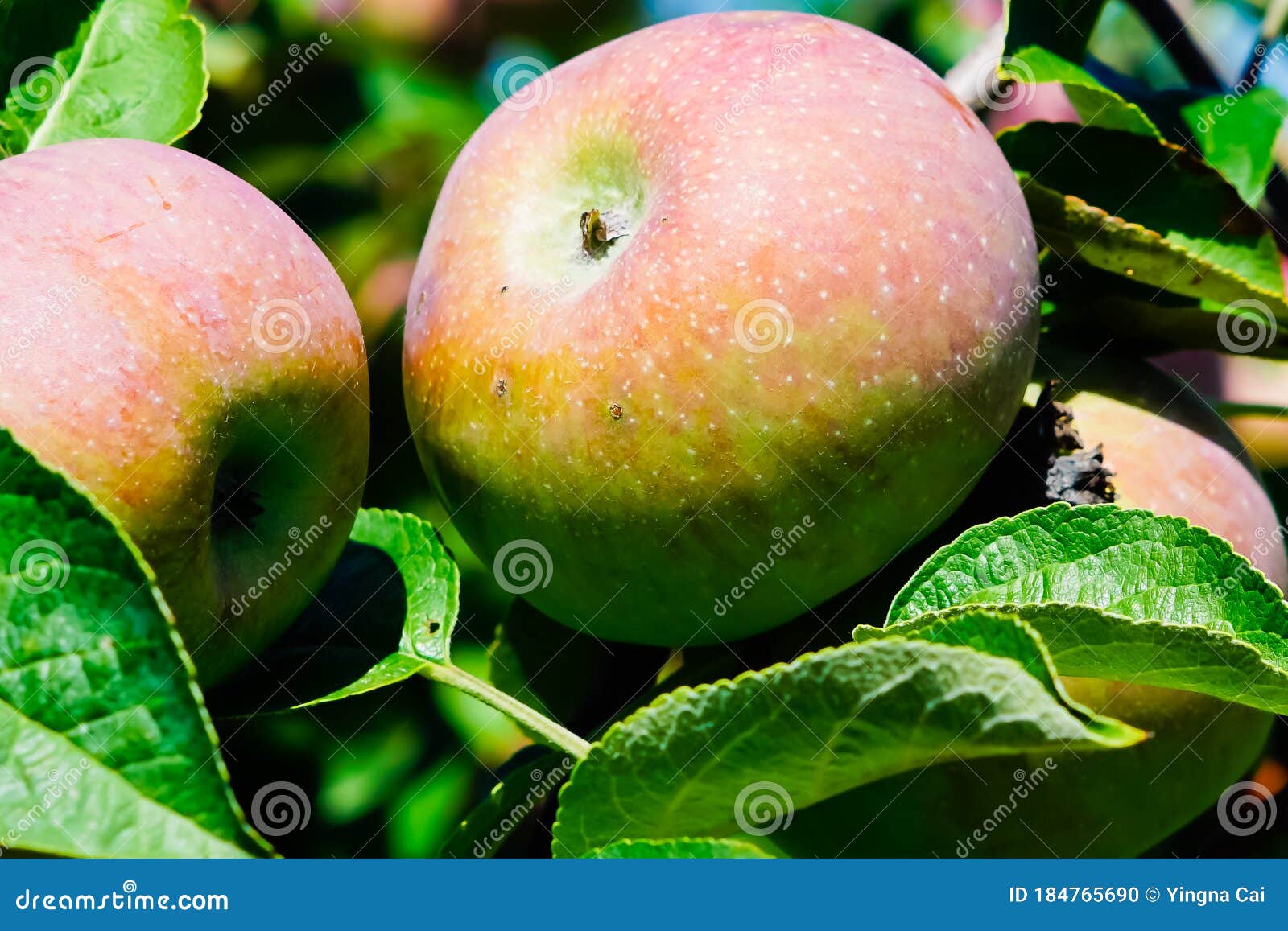 Fresh Cortland Apple