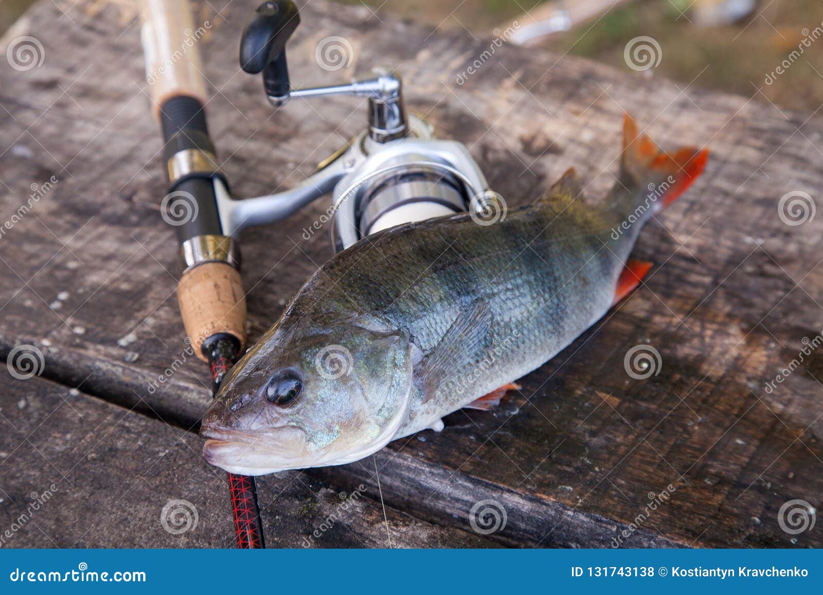 in fisherman freshwater trophies download in fisherman freshwater trophies download