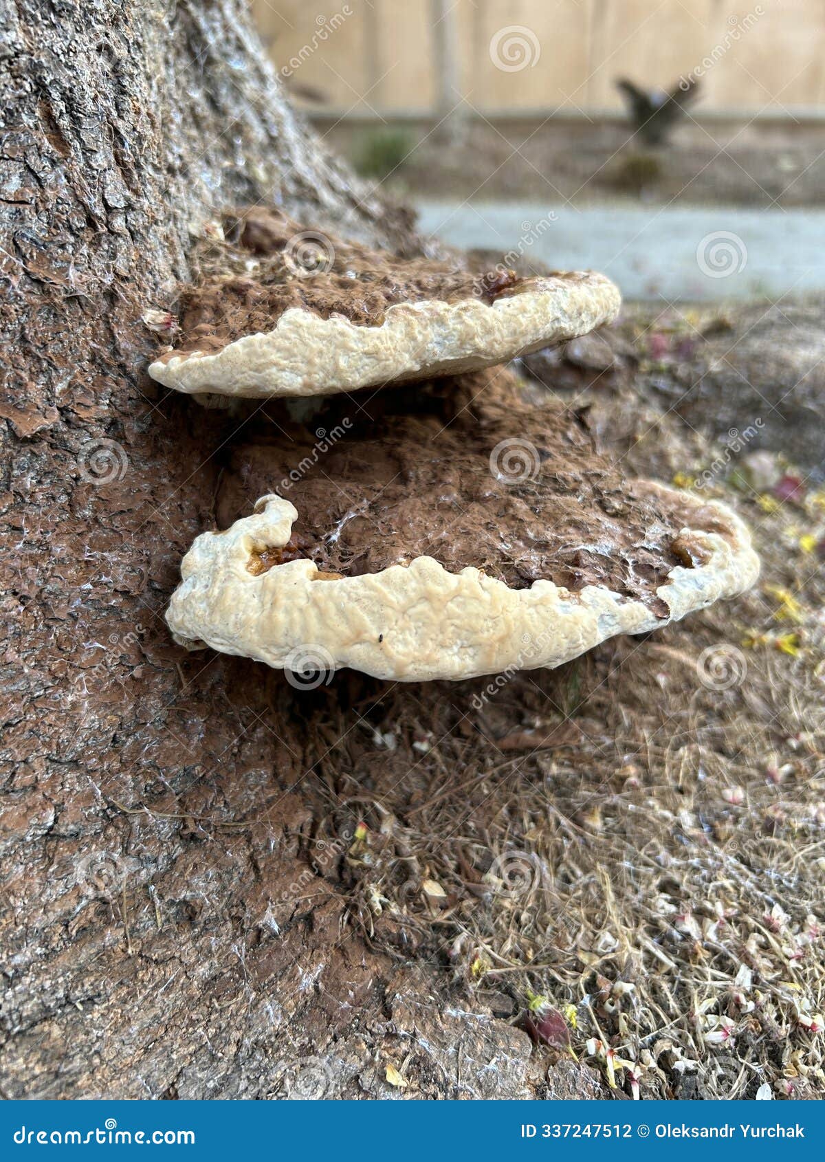 ganoderma applanatum fungus growing on tree