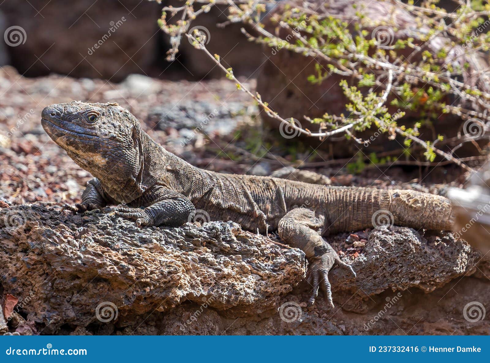 close-up view of a giant el hierro lizard