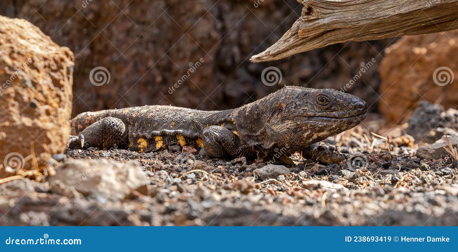 close-up view of a giant el hierro lizard