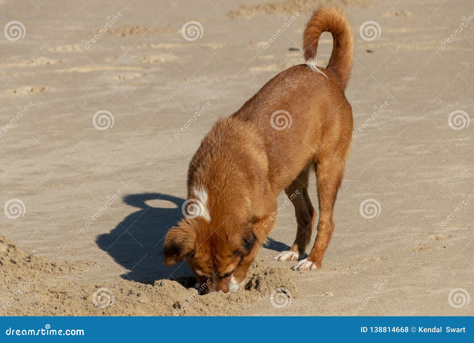 A Dog Digging in the sand stock photo. Image of easten 138814668