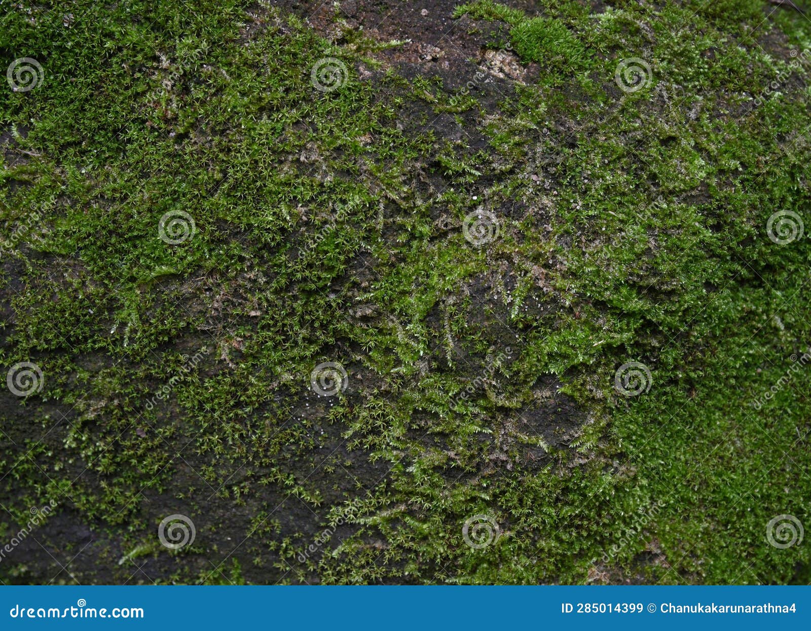 Close Up View of the Green Mosses Growing on a Surface of a Rock Stock
