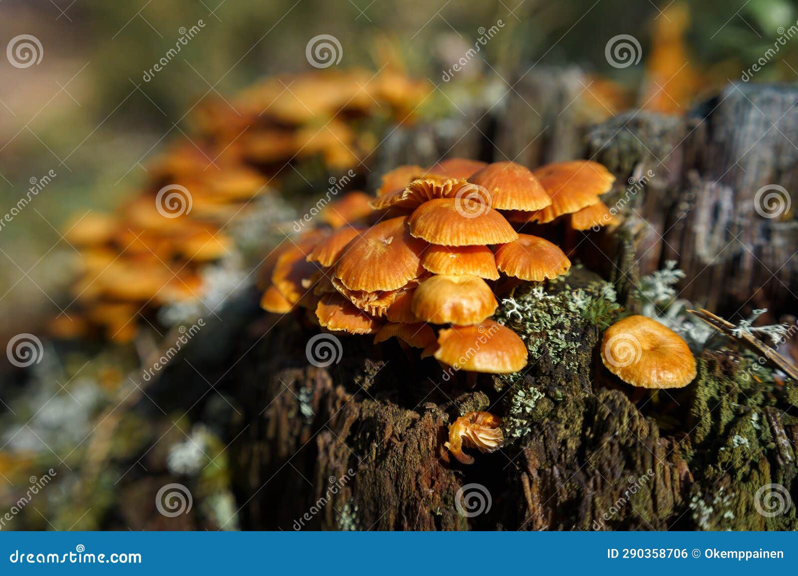 close up view of the group of xeromphalina campanella mushroom