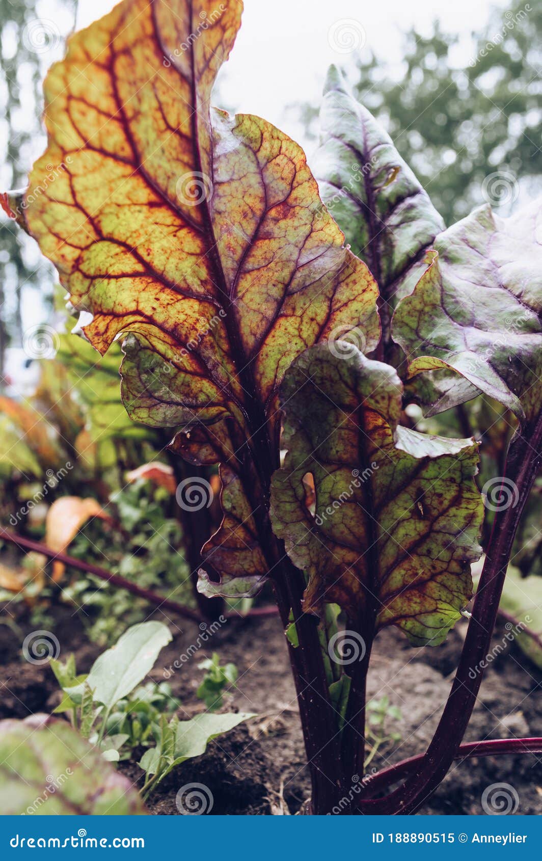 Close Up View of Growing Beet Leaf Texture Stock Image Image of