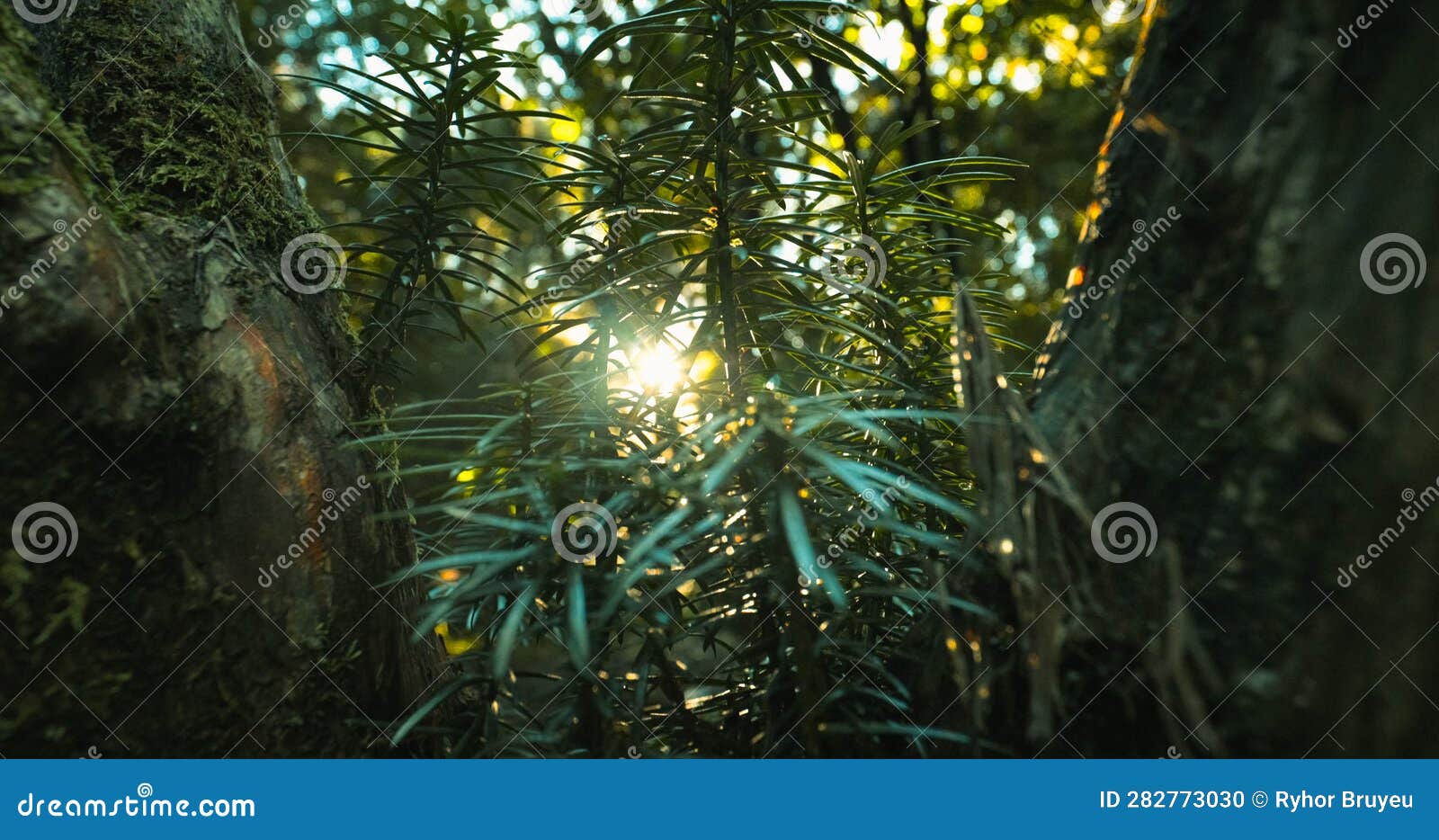 close-up view on japanese plum yew or cephalotaxus harringtonii drupacea fastigiata depressa, harrington's