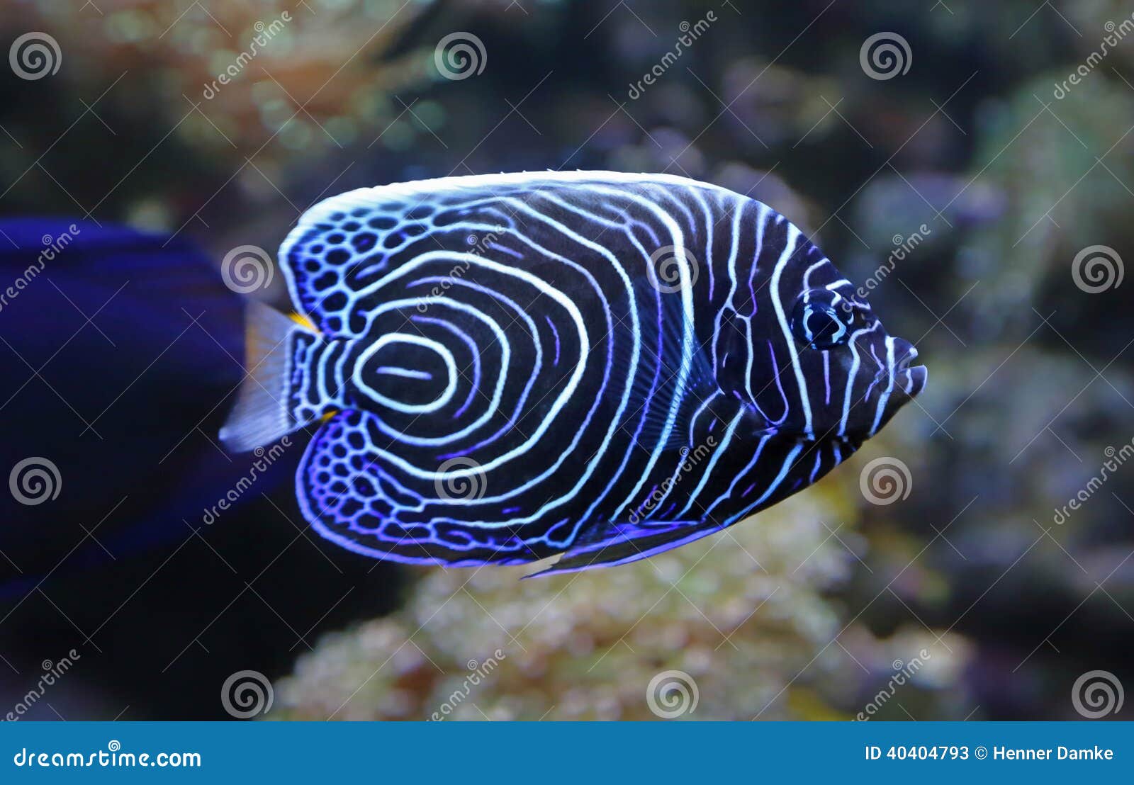 close-up view of a juvenile emperor angelfish