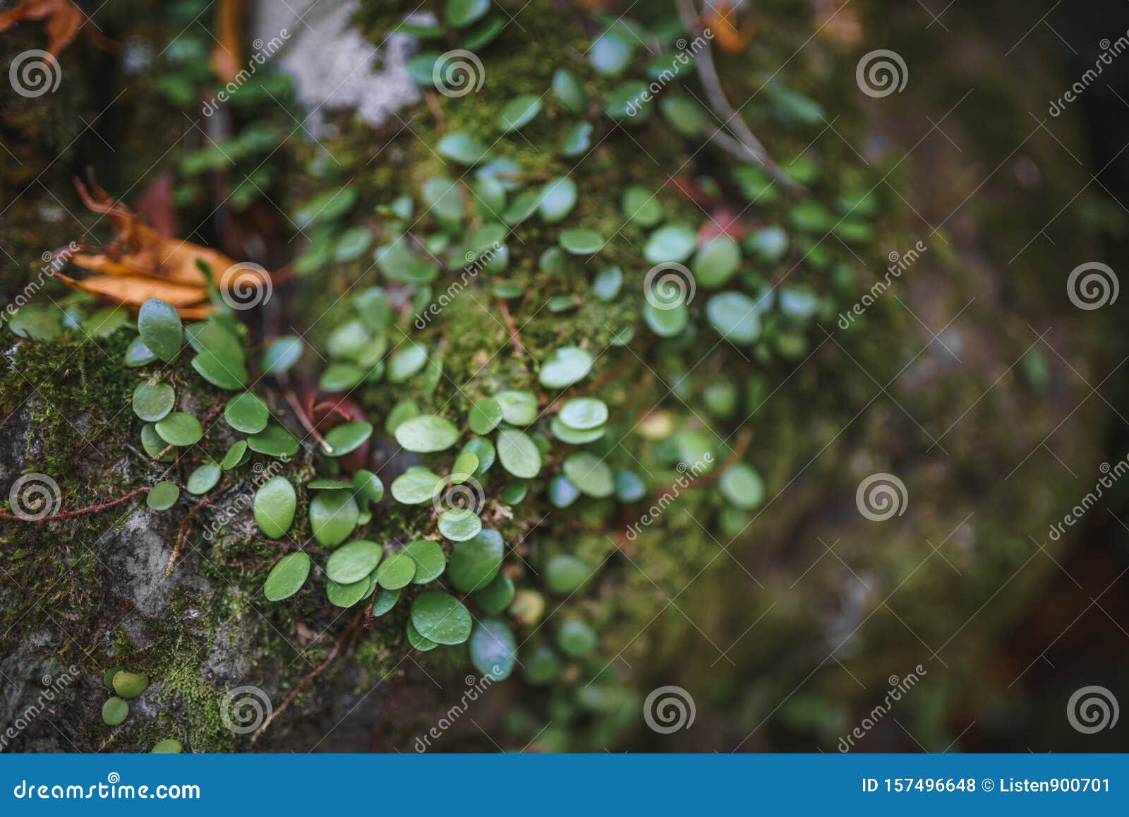 close up view of lemmaphyllum microphyllum on rock