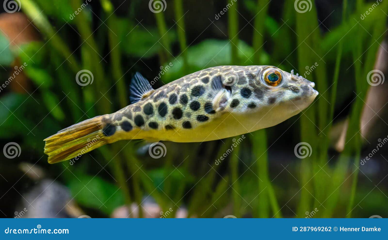 Close-up View of a Leopard Pufferfish Stock Photo - Image of africa ...