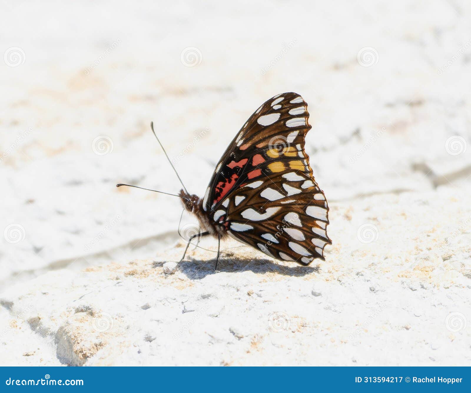 a close-up view of a mexican silverspot butterfly, dione moneta, resting on a white surface in mexico