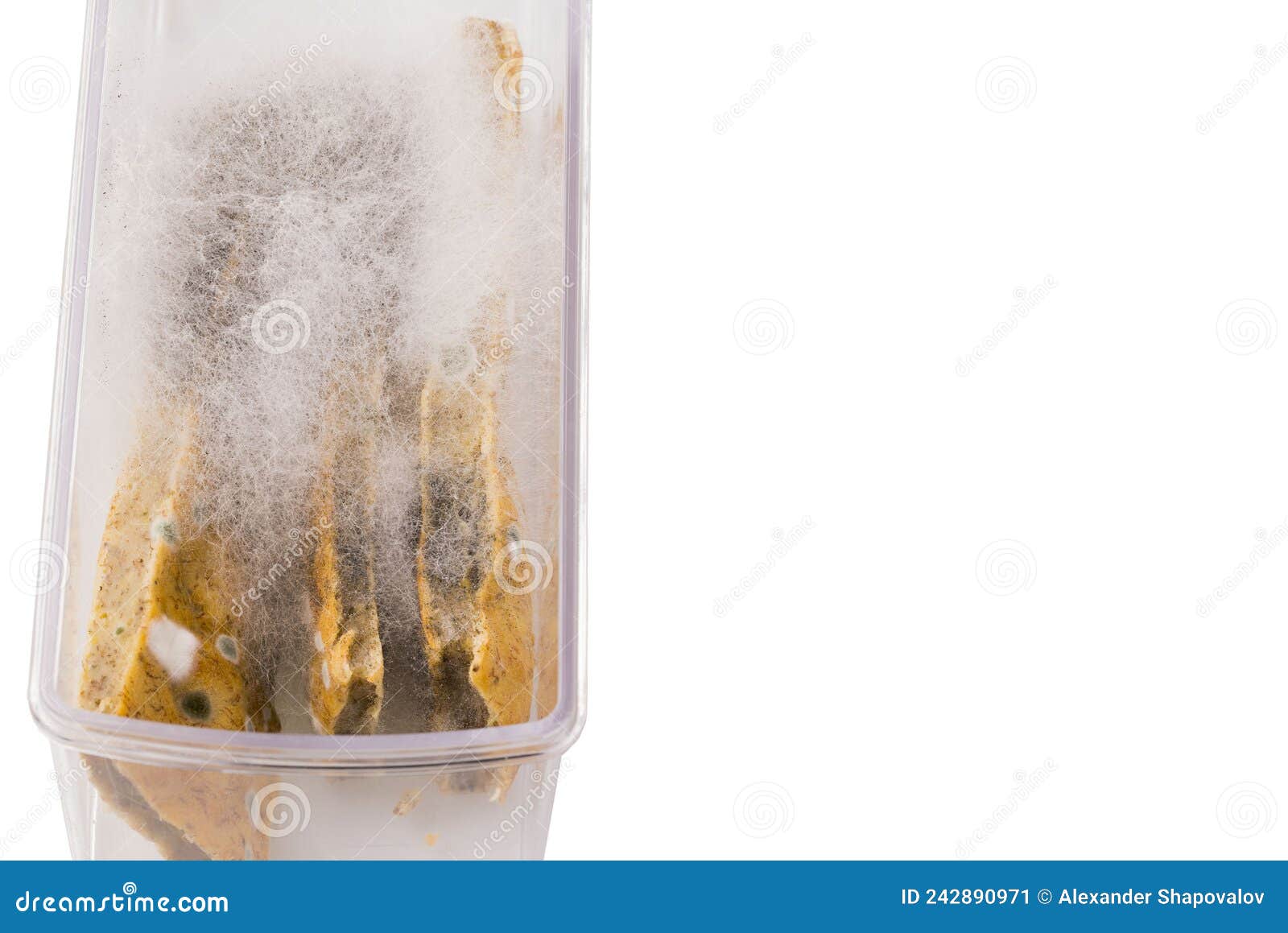 Close Up View of Moldy Cake in Plastic Box. Stock Image Image of