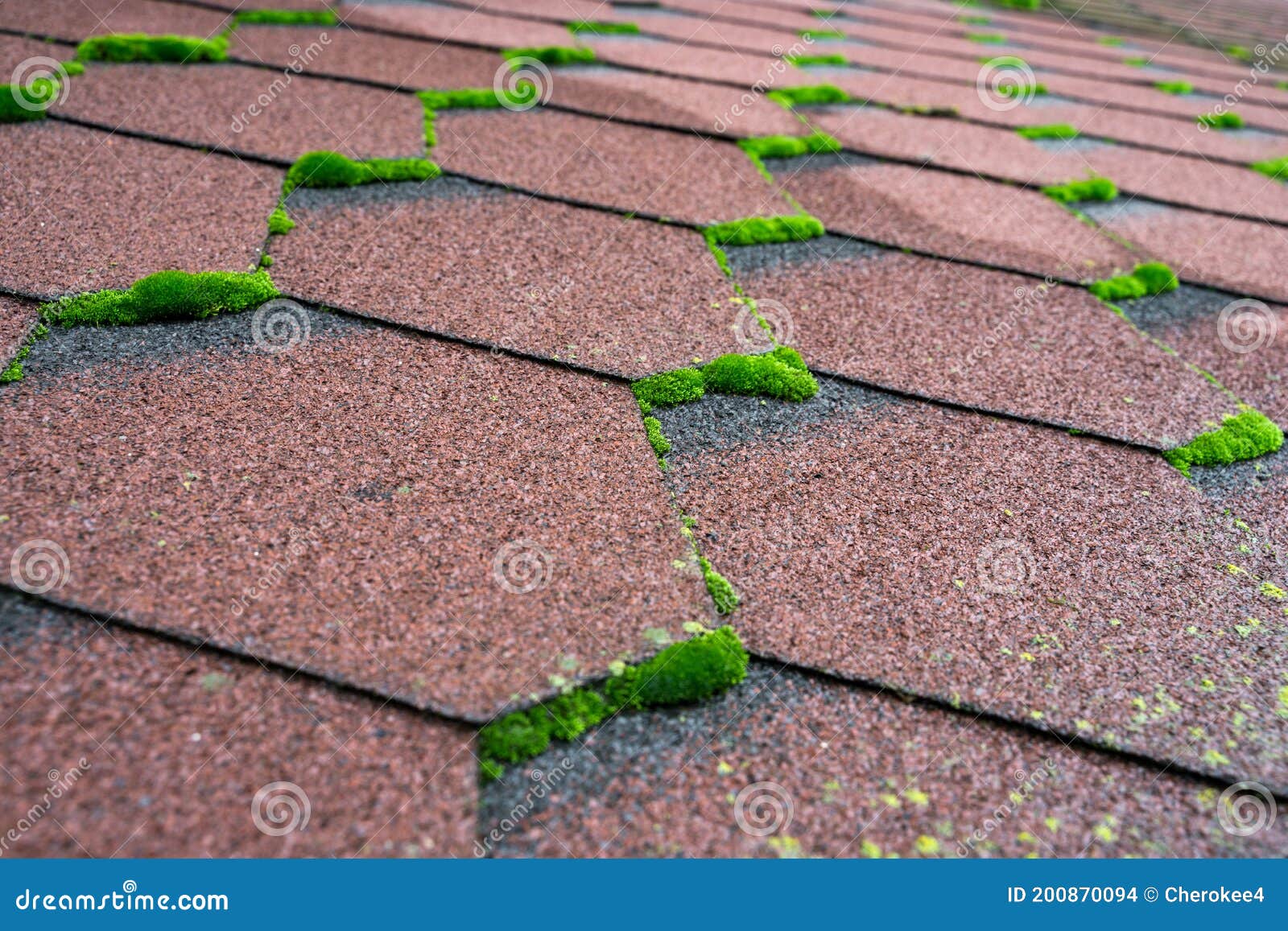 Moss On Shingles Stock Image 124058359