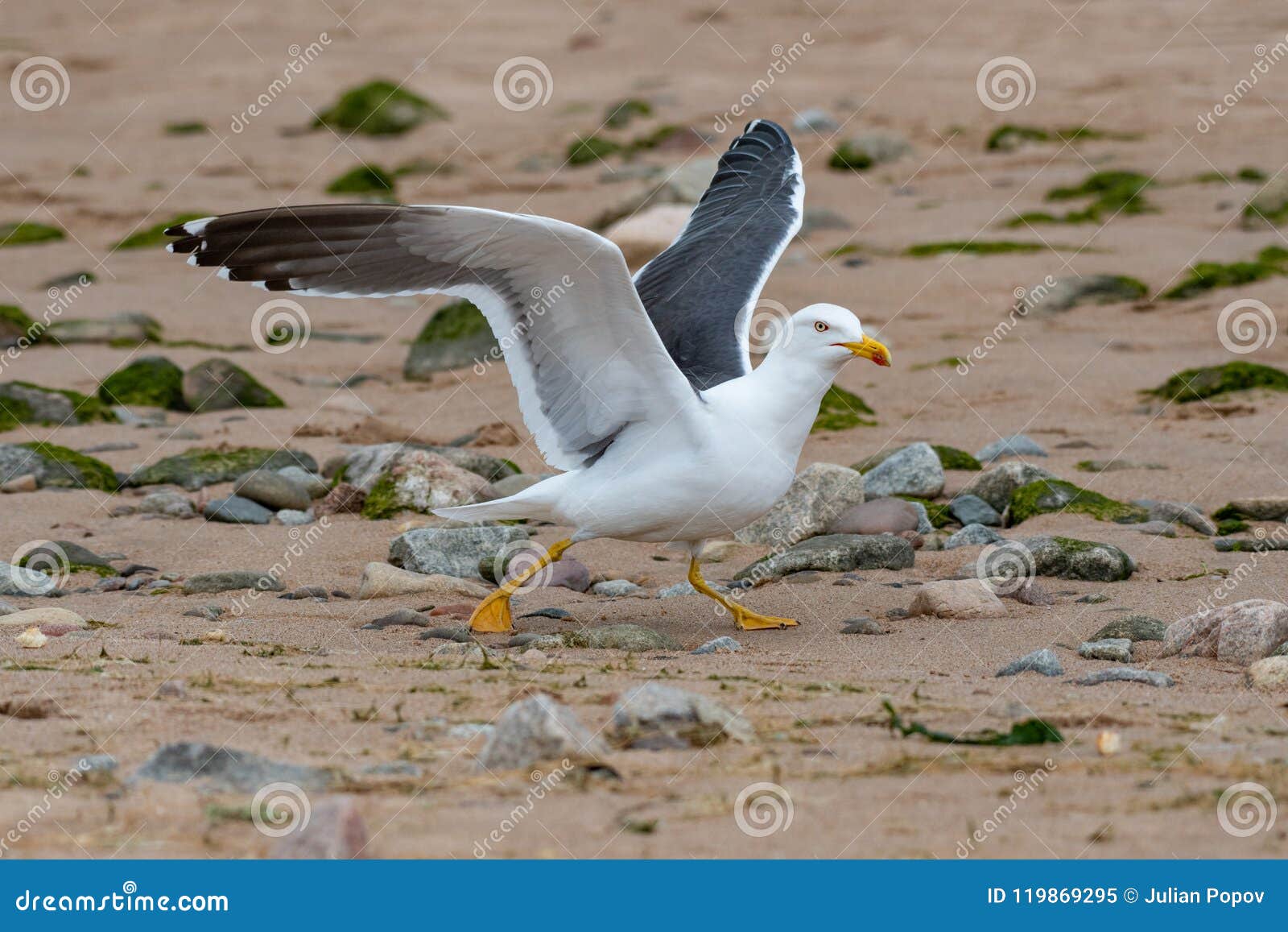 close up view of nesting lesser black-backed gull larus fuscus