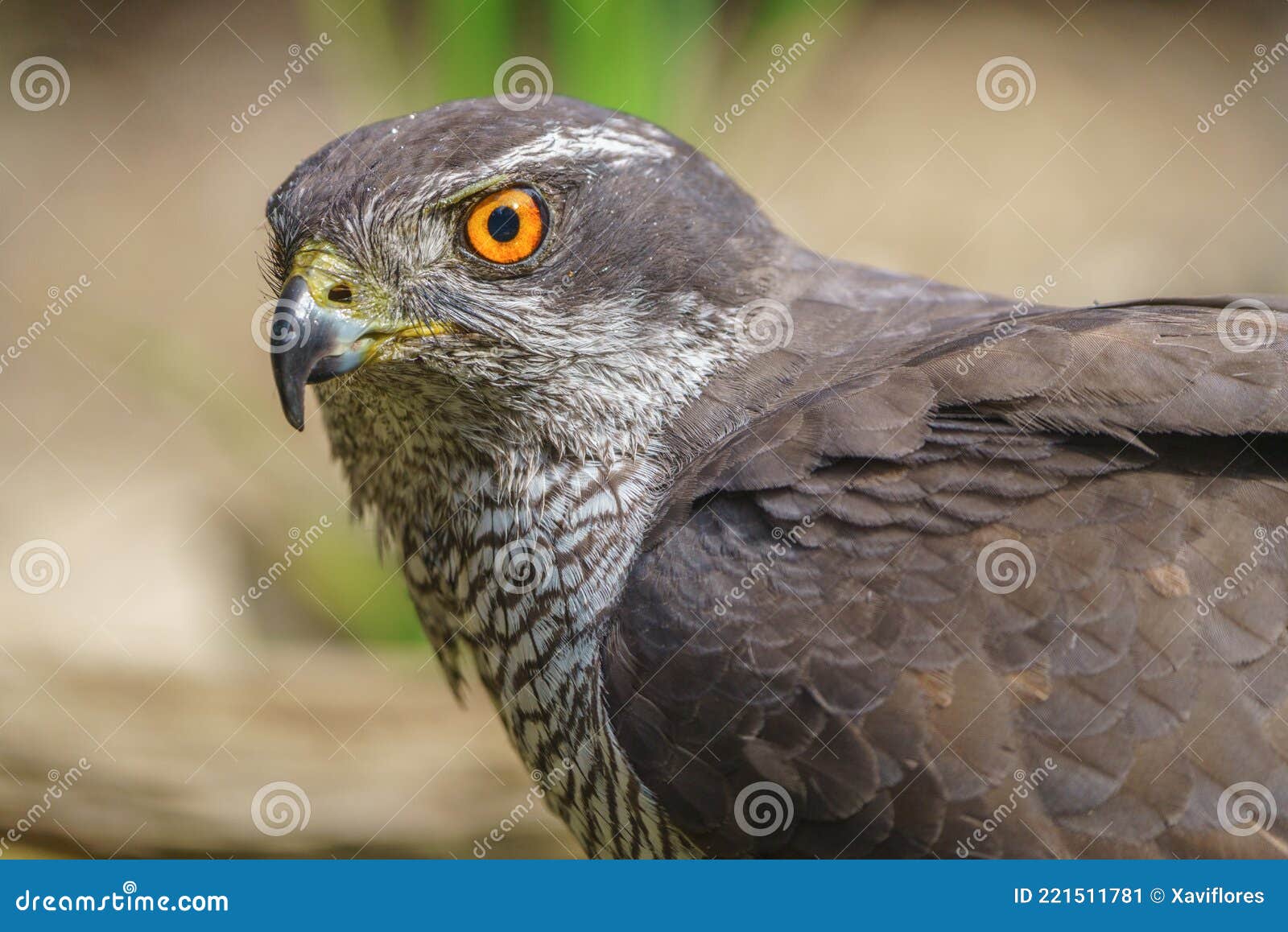 close-up view of northern goshawk accipiter gentilis, with out of focus background
