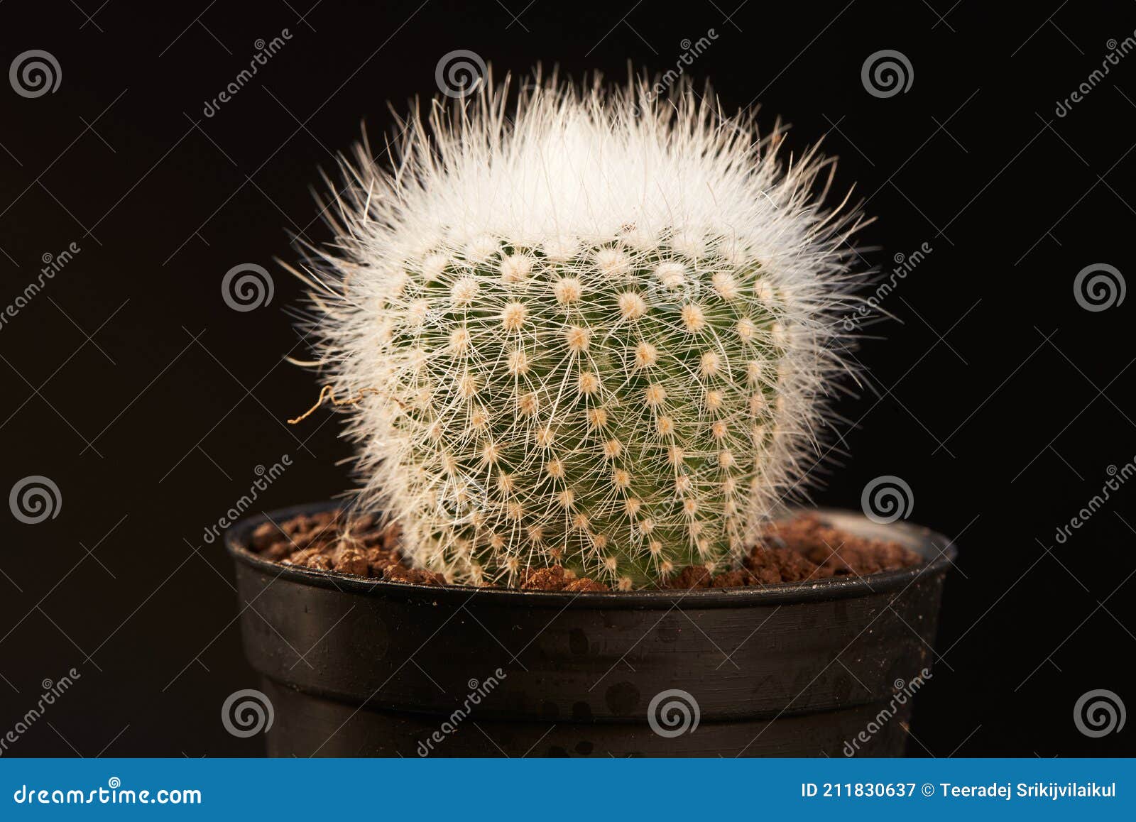 close-up view notocactus scopa albispinus in flowerpot
