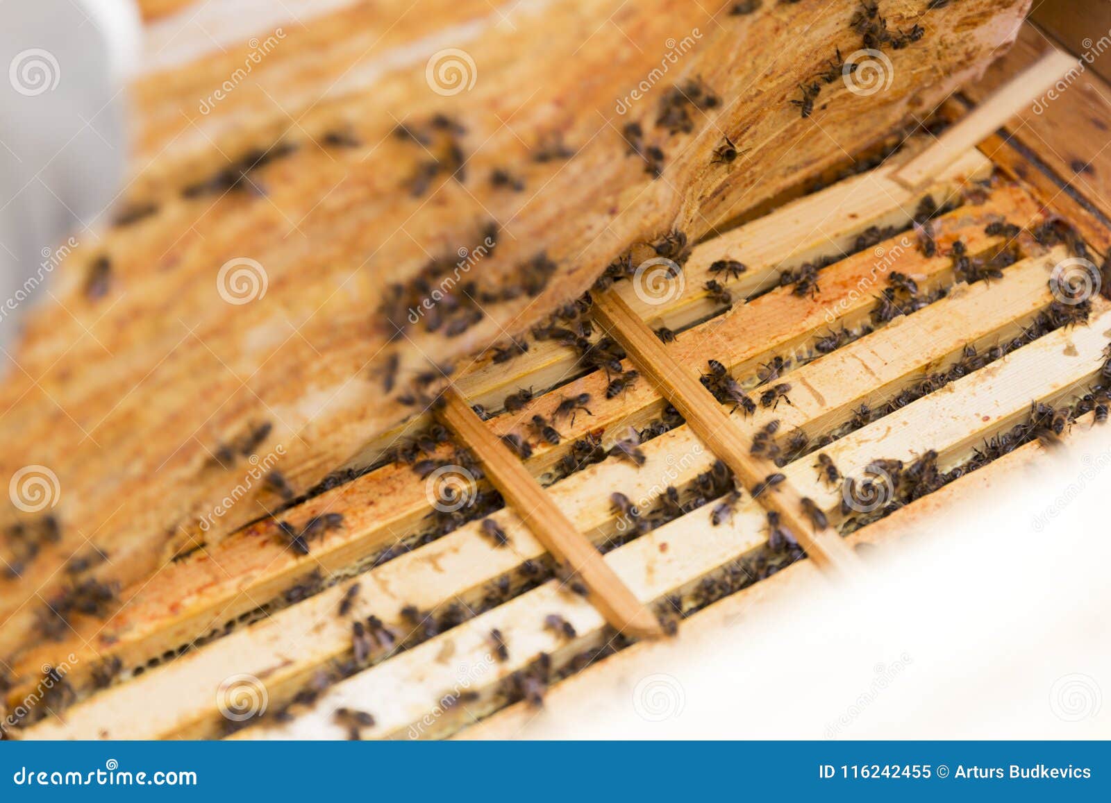 close up view of the opened hive body showing the frames populated by honey bees