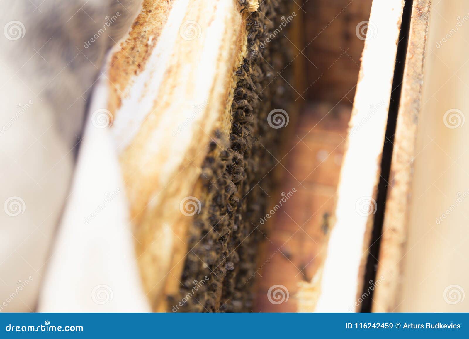 close up view of the opened hive body showing the frames populated by honey bees