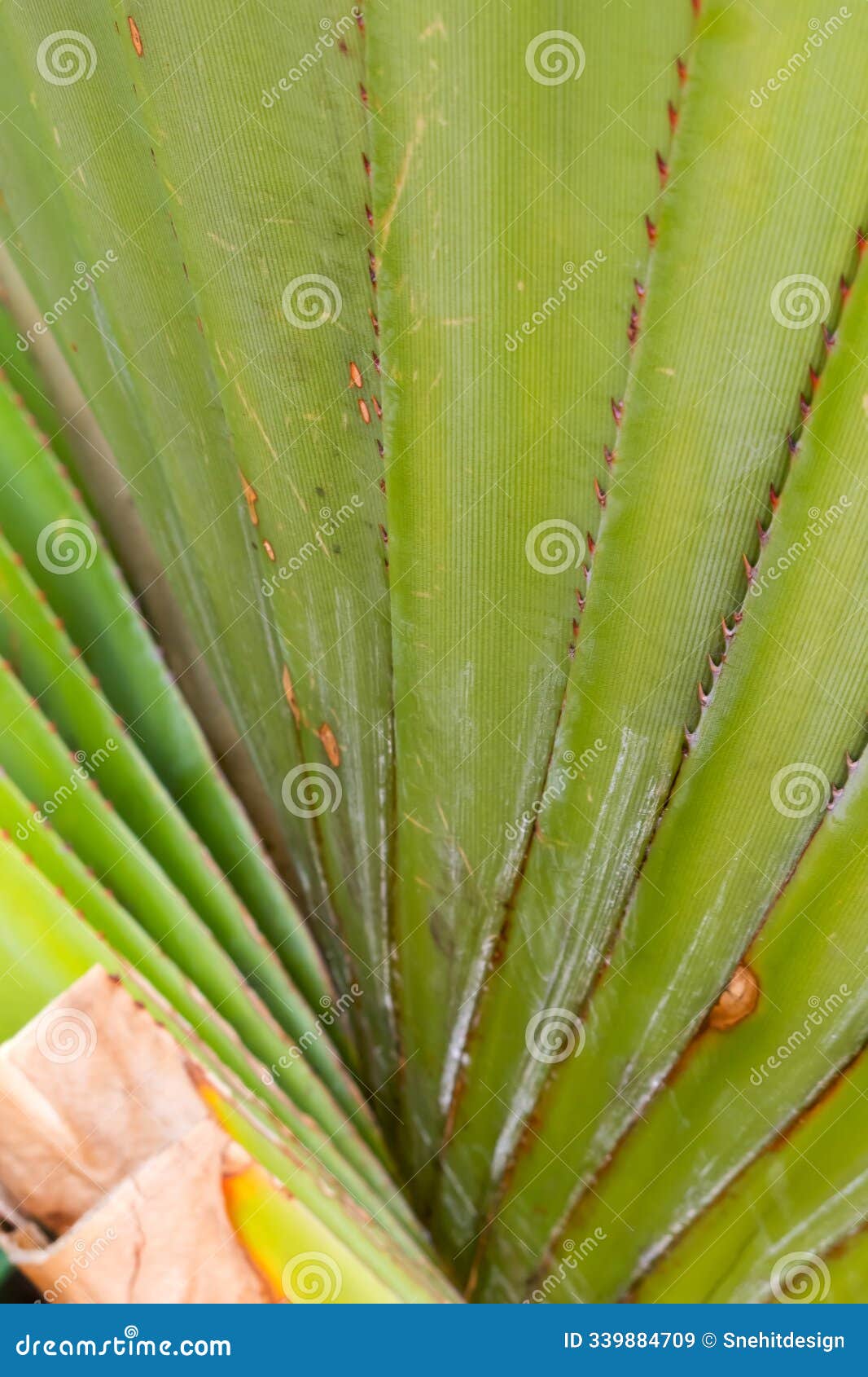 close up view of pandanus utilis plant leaf