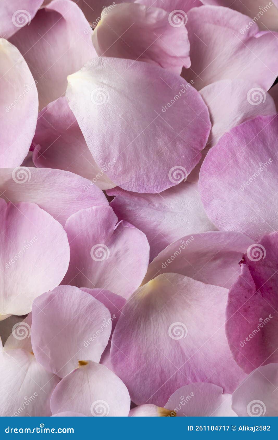 close up view of rose petals, floral background, romantic concept