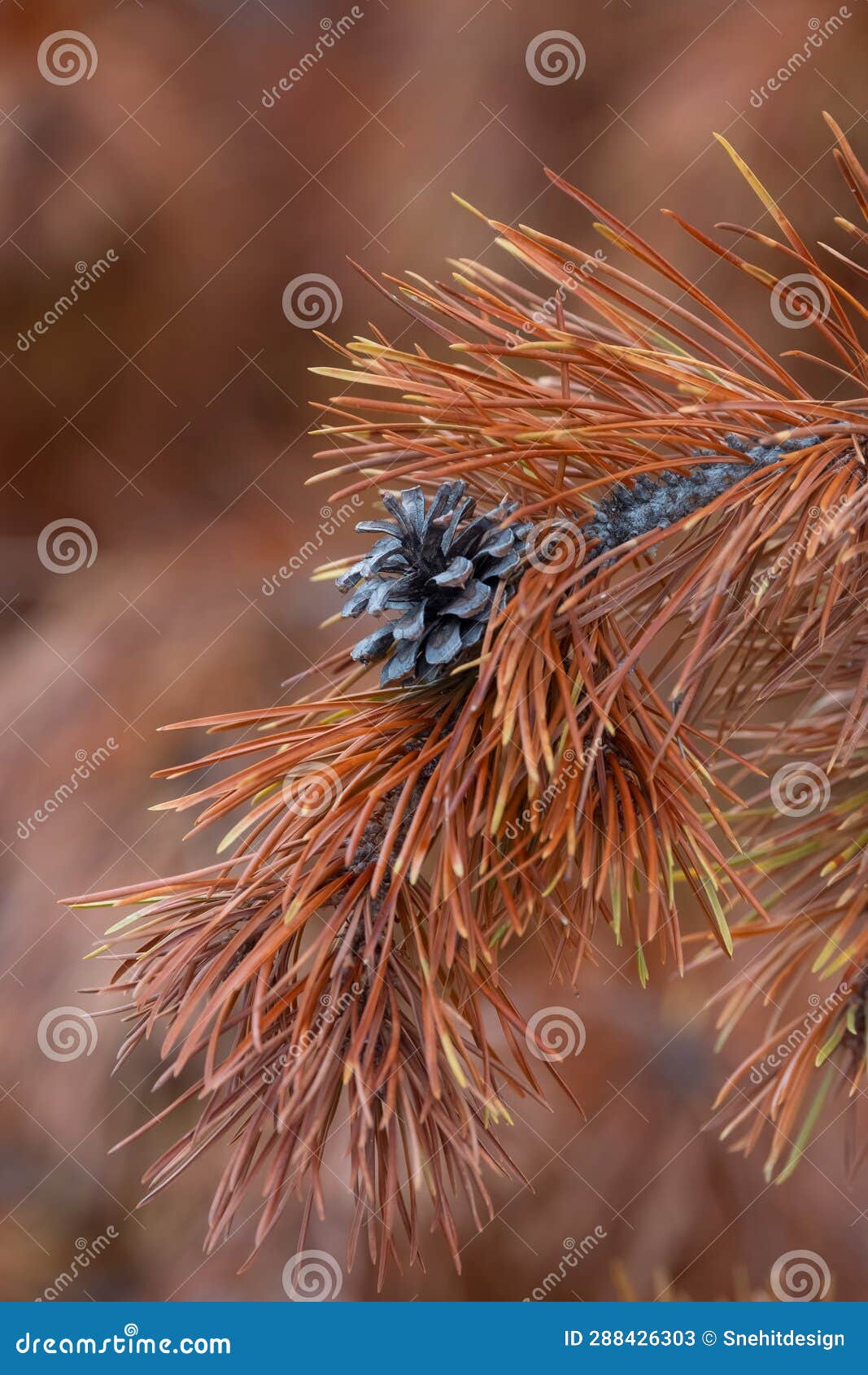 close up view of pine cone on dry fir tree branch