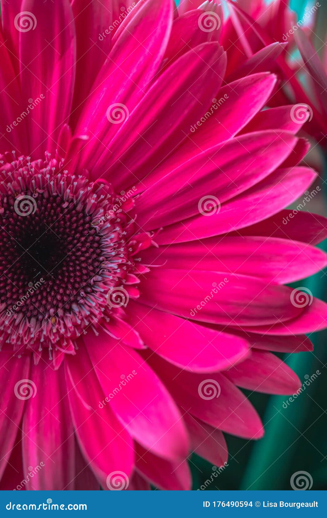 macro pink gerbera daisy