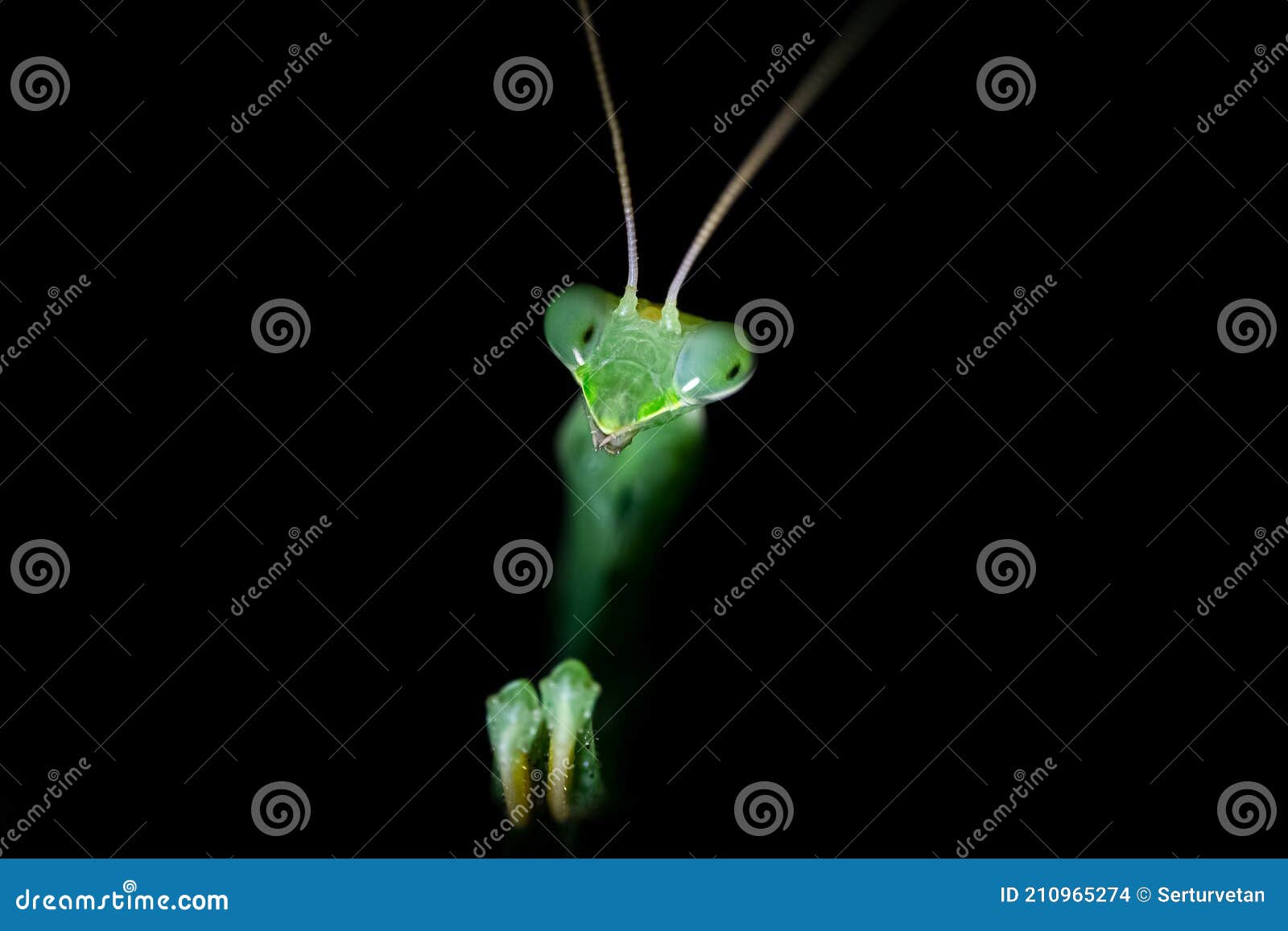 Close Up View A Praying Mantis In Night Mantis Religiosa Stock Photo
