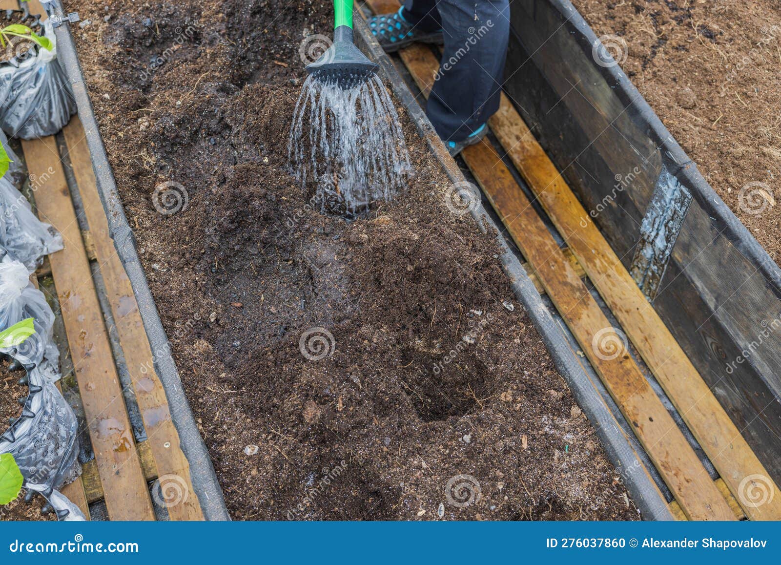 Close Up View Of Preparation Of Beds By Watering From Watering Can