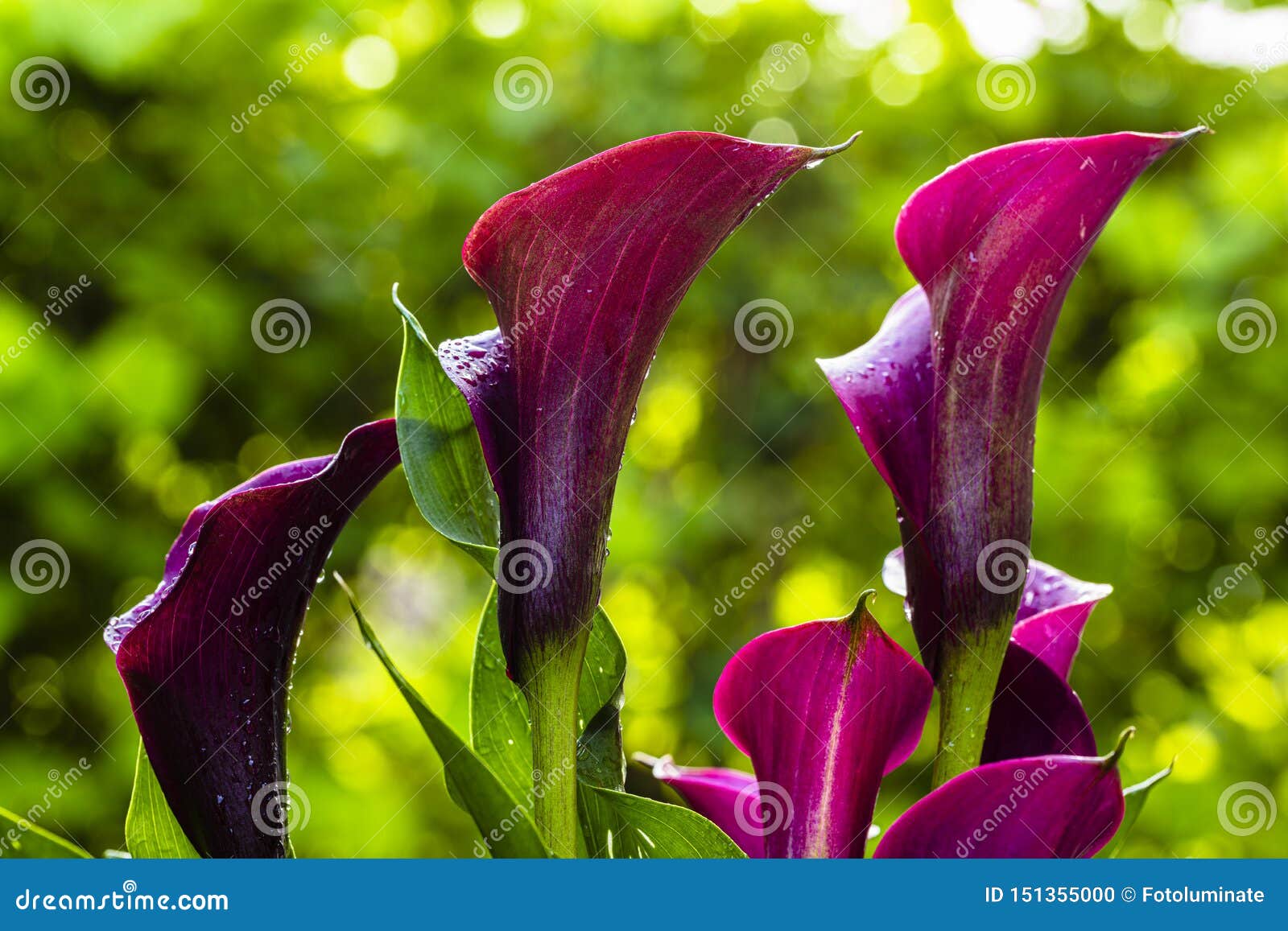 Purple Calla Lily Flower stock photo. Image of lily - 151355000