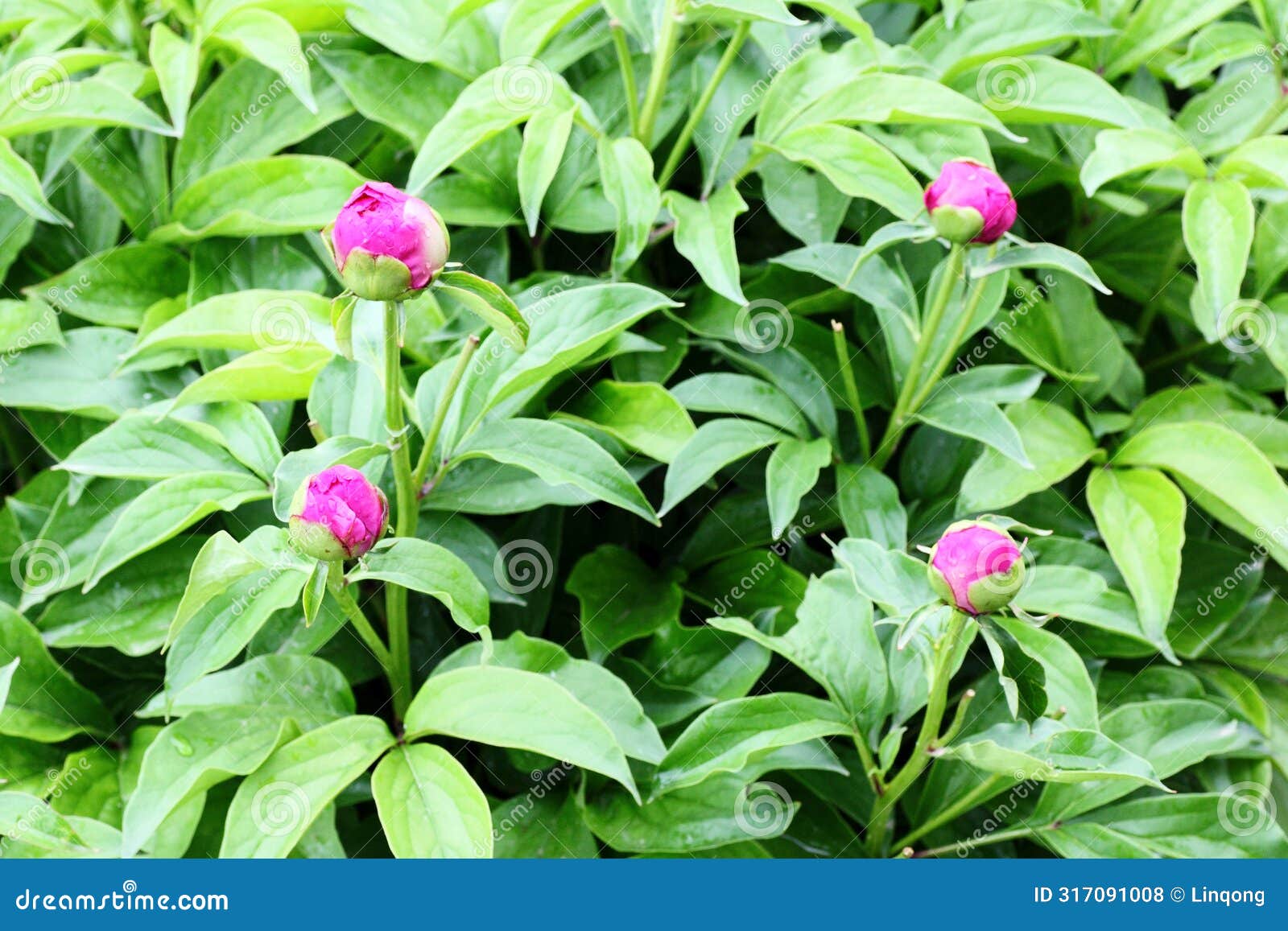 close up view of purple peony flower buds..