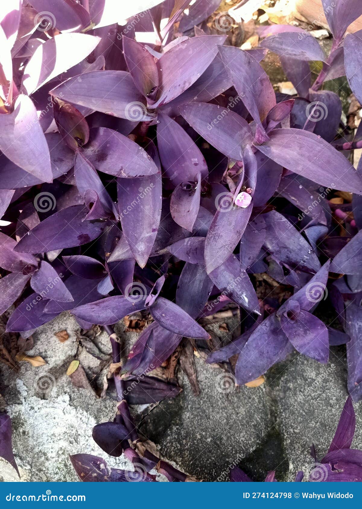 Close Up View of Purple Queen Plant Stock Photo Image of purple
