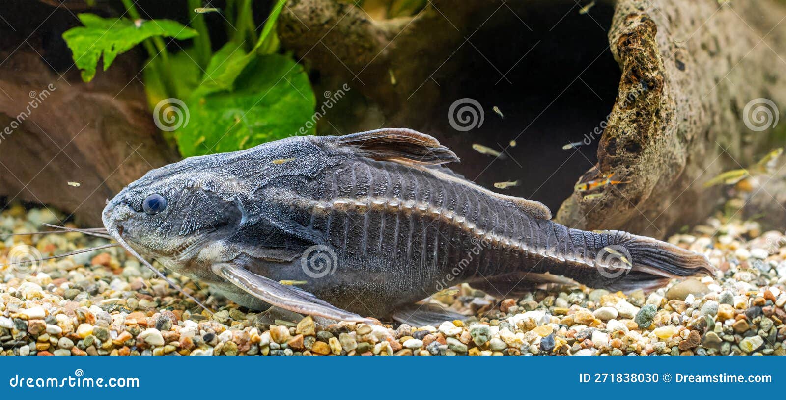 Closeup View of a Raphael Catfish Stock Photo Image of water, wild