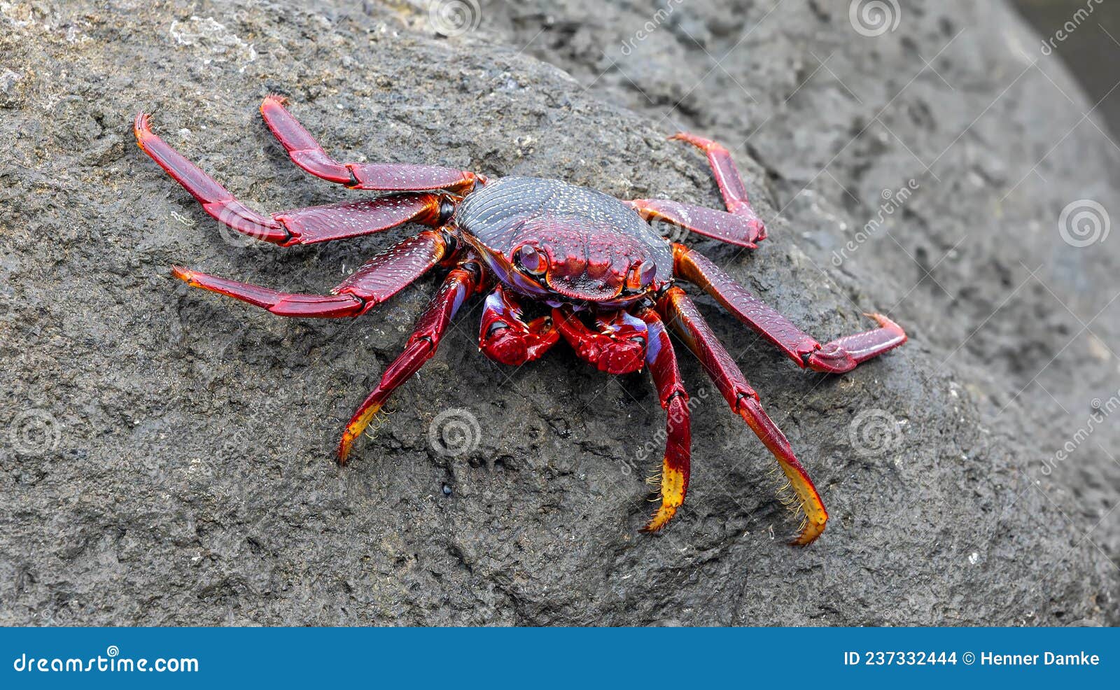 close-up view of the red rock crab grapsus adscensionis