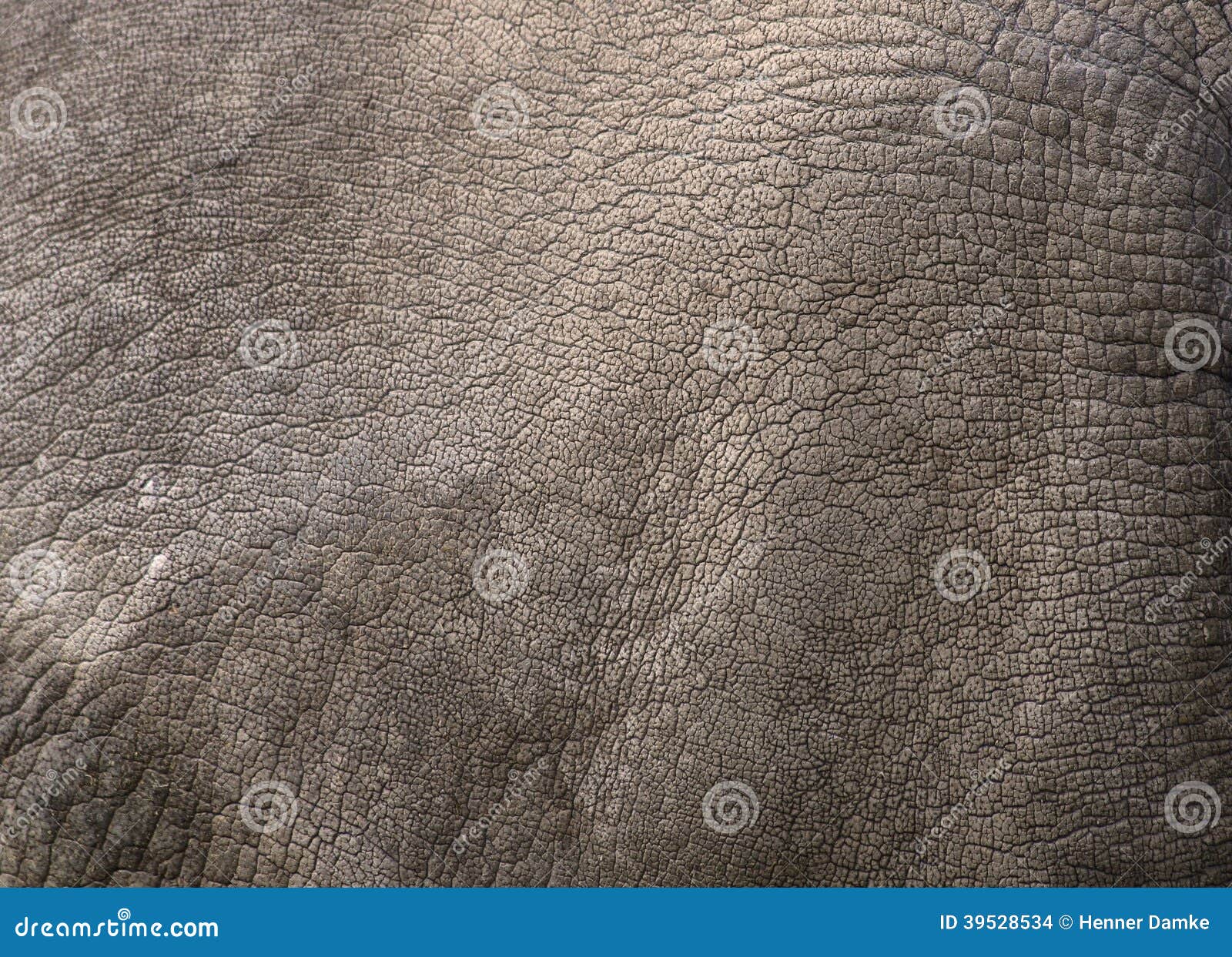 close up view of rhino skin