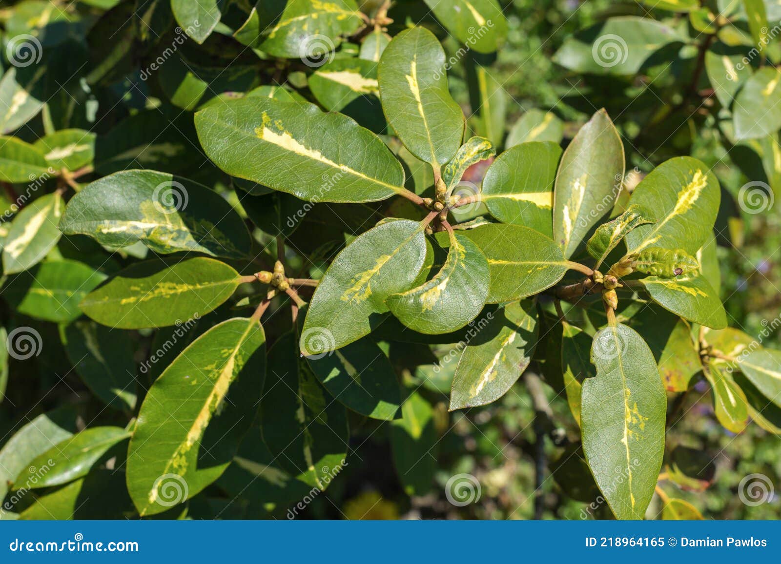 close up view of rhododendron branches with green leaves and unopened flower buds