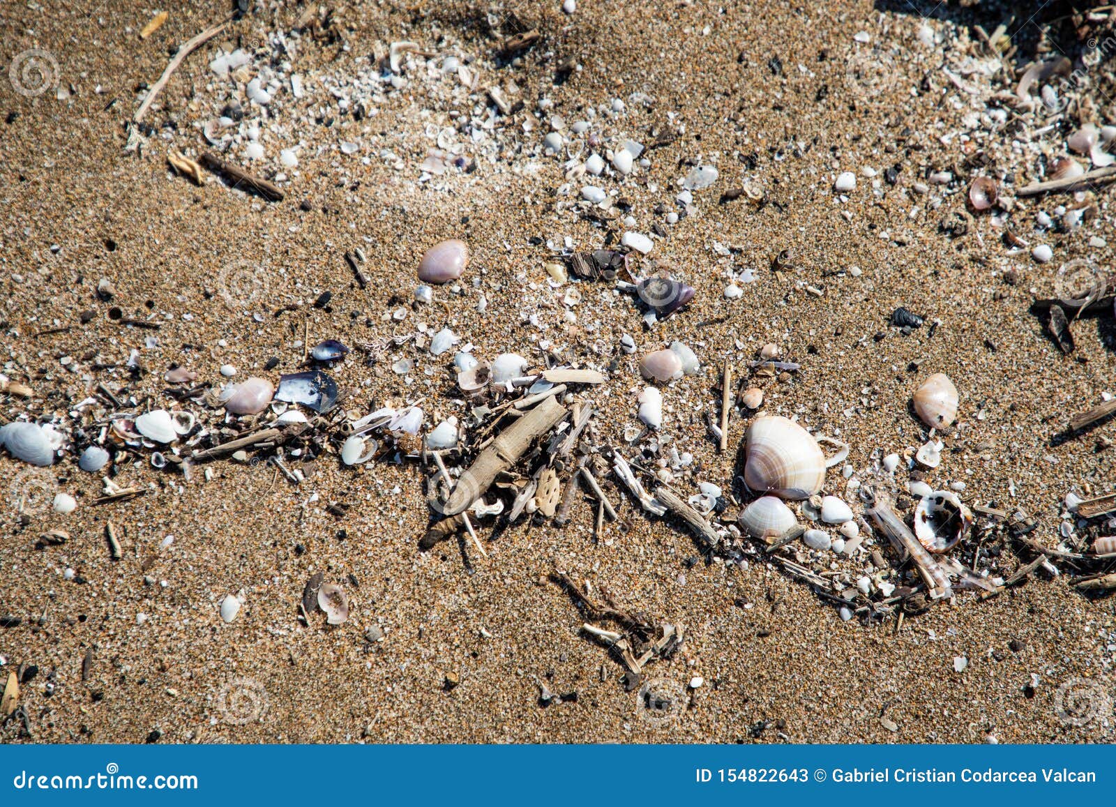 close up view of shells in the sand