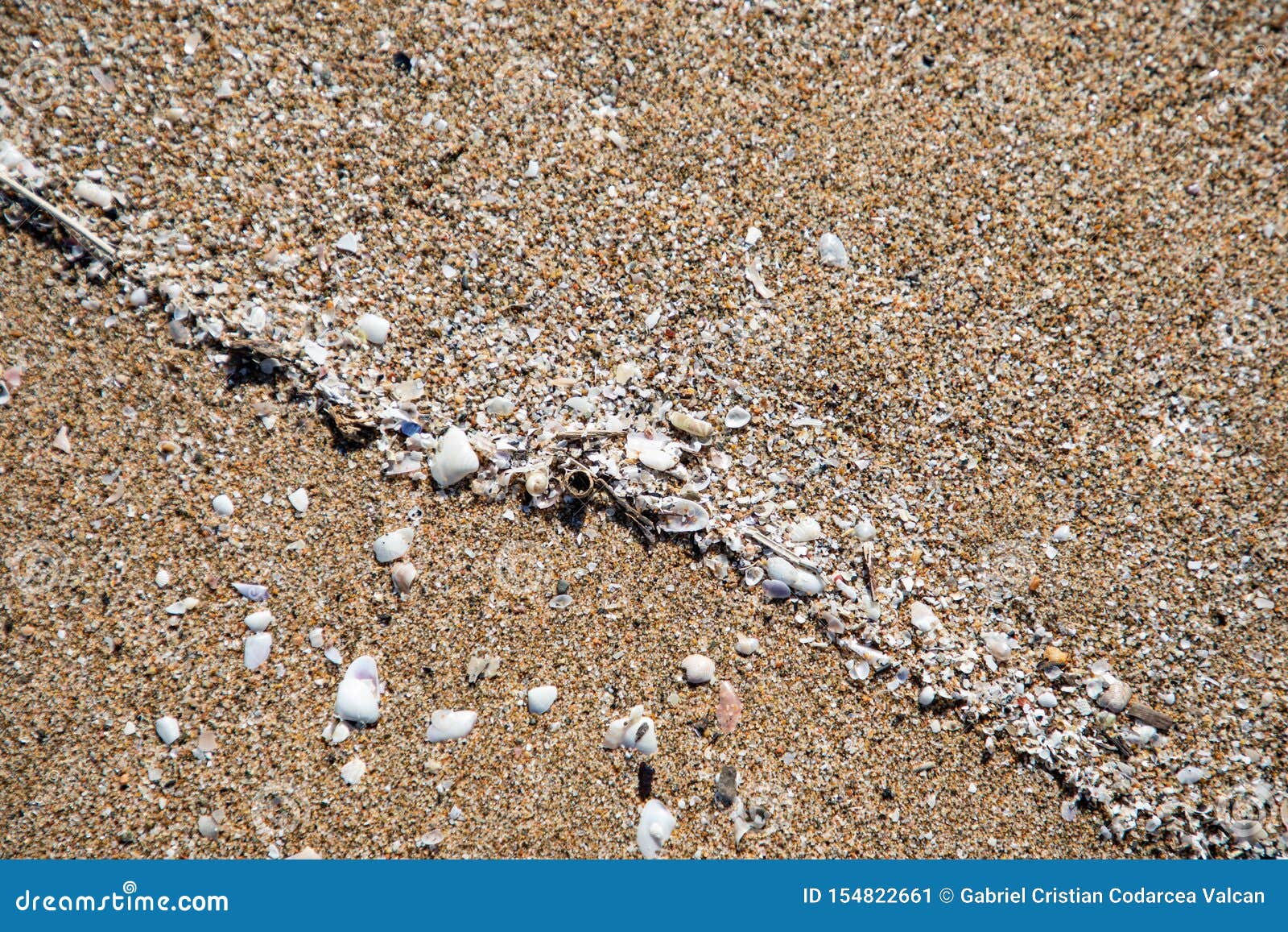 close up view of shells in the sand