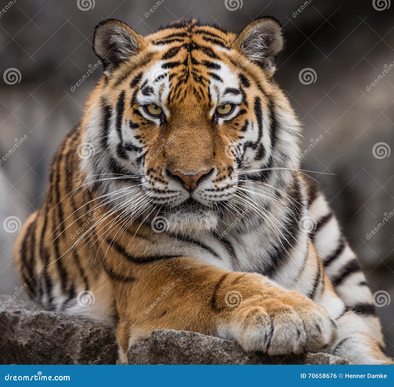 close up view of a siberian tiger