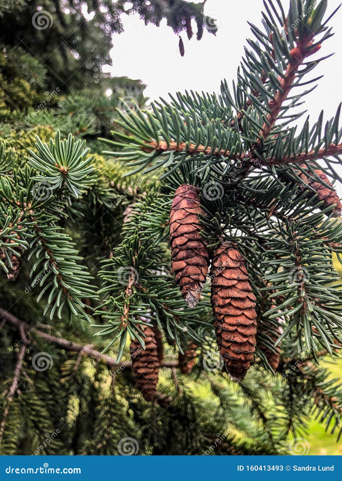 Brown Pinecones on Pine Tree Stock Image Image of tree, small 160413493