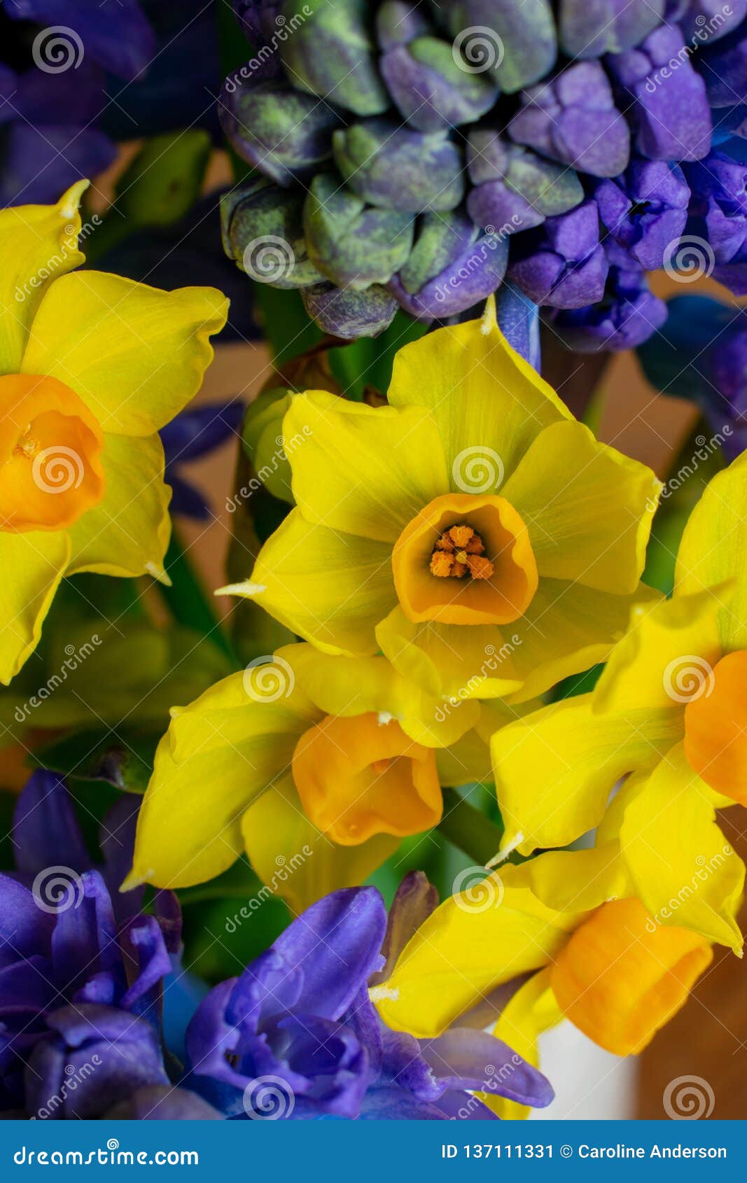 Daffodils and Hyacinths Simple Spring Bouquet Close Up Stock Image