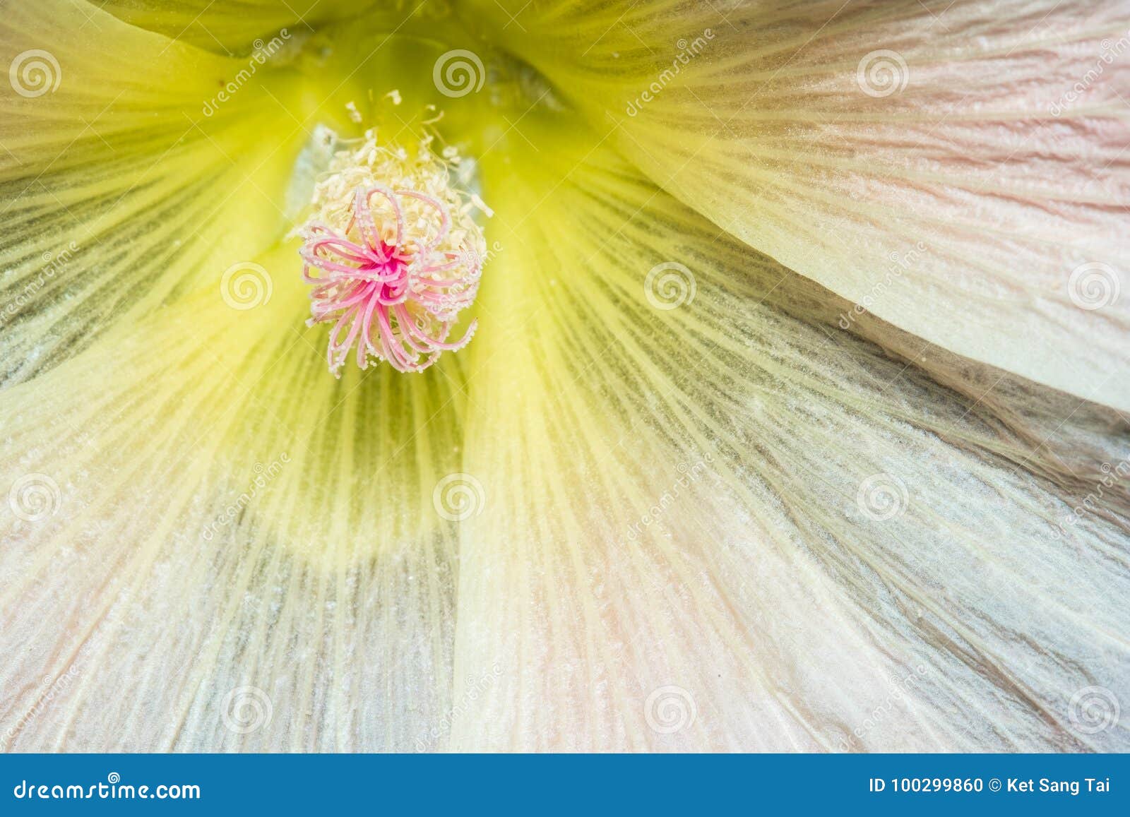 Close Up View of a Stigma of a Flower Stock Photo Image of floral