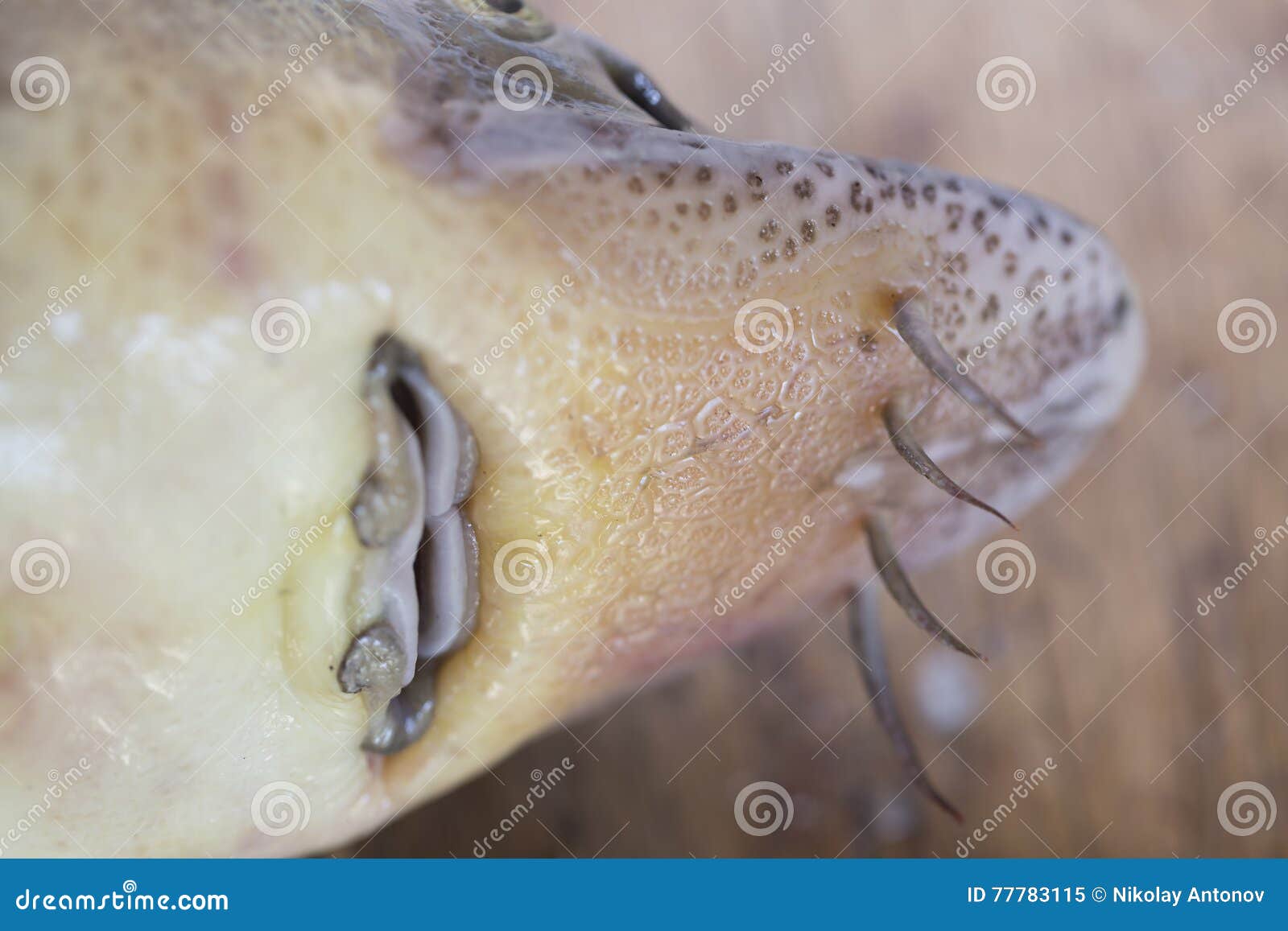 Close Up View of Sturgeon Fish Mouth Stock Image - Image of fish