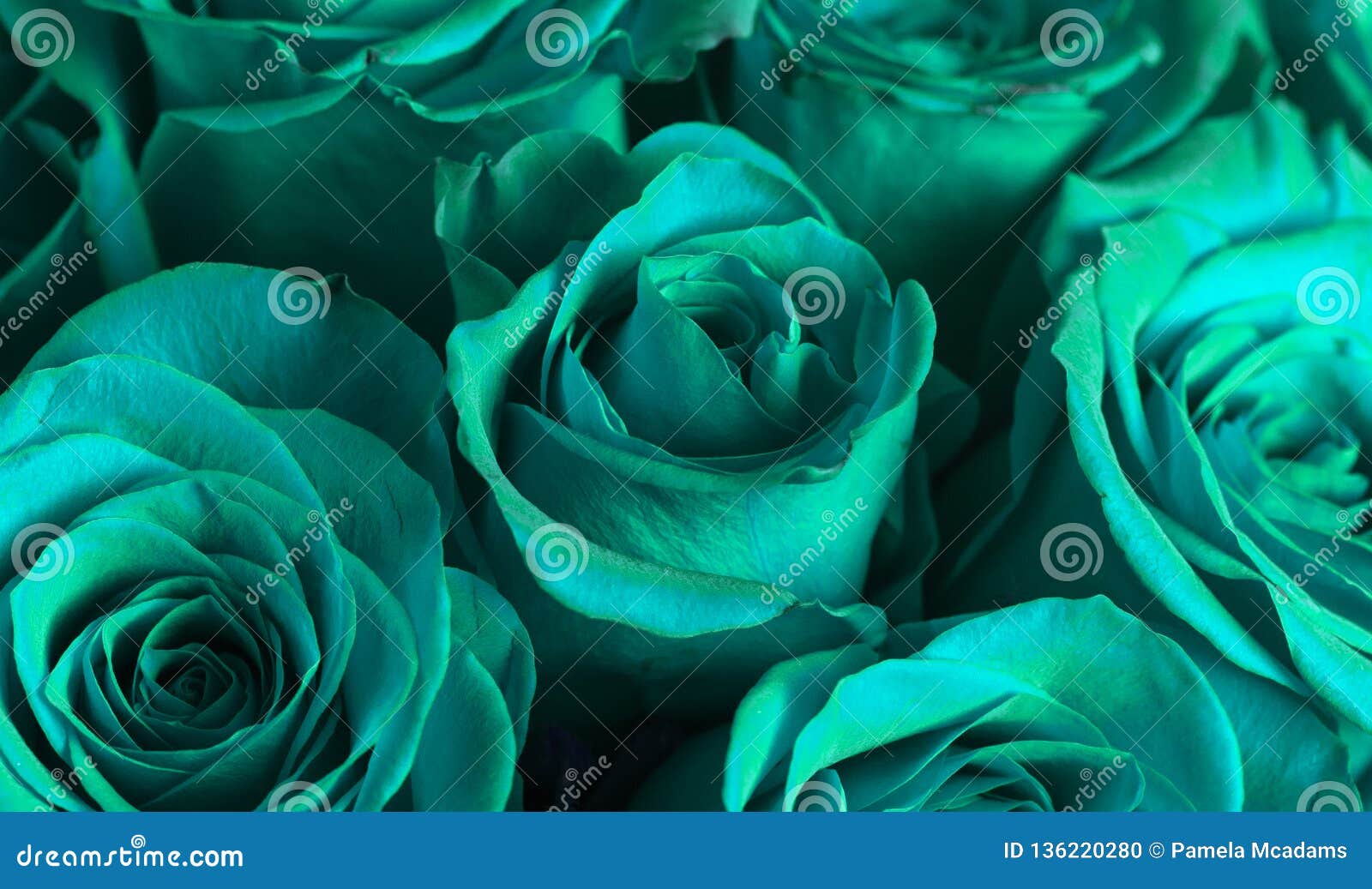 Close Up View of Teal Roses Stock Photo - Image of roses, rose: 136220280