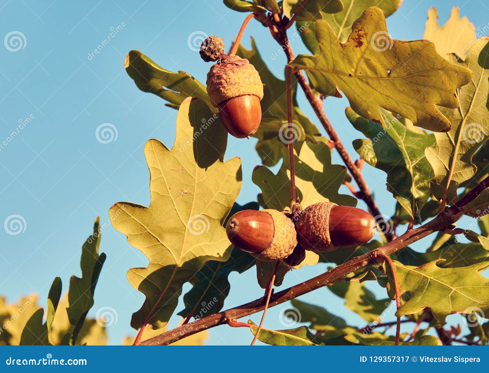 acorn and oak acorn and oak