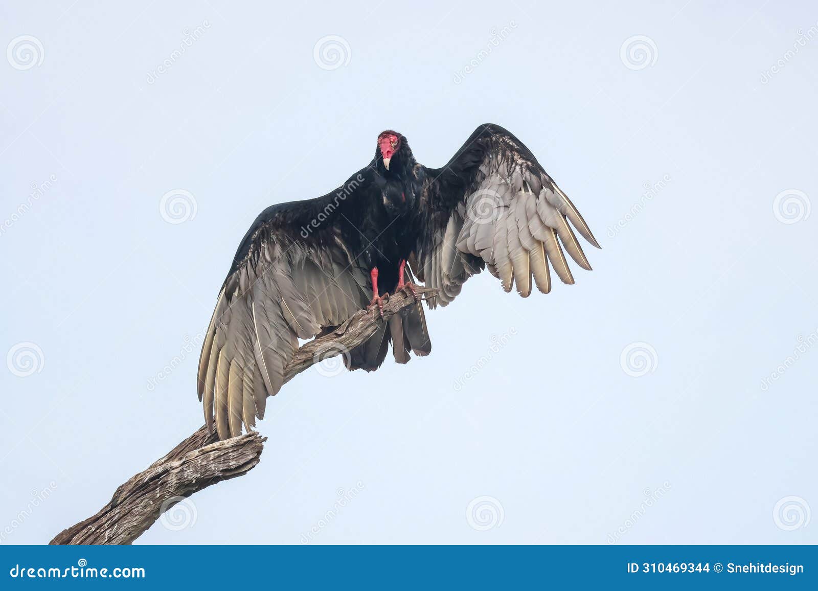 close up view of turkey vulture on the tree branch