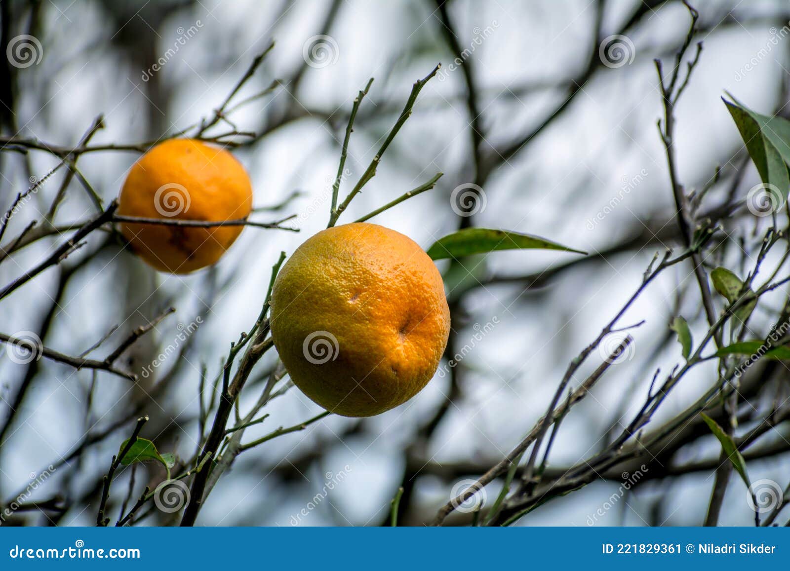 Close Up View of Unplucked Oranges, Darjeeling, West Bengal, India