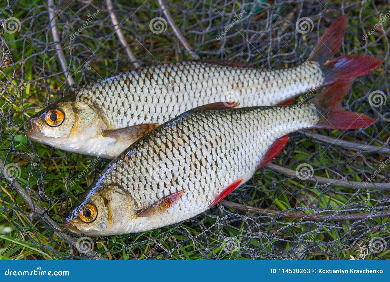 Close Up View of Two Freshwater Common Rudd Fish on Black Fishing