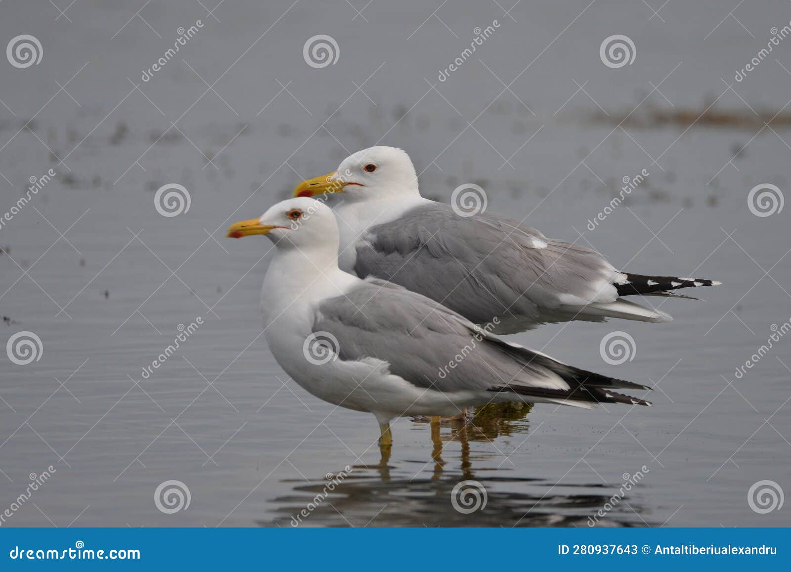 close-up view with two seagulls on lake matita in the danube delta, romania