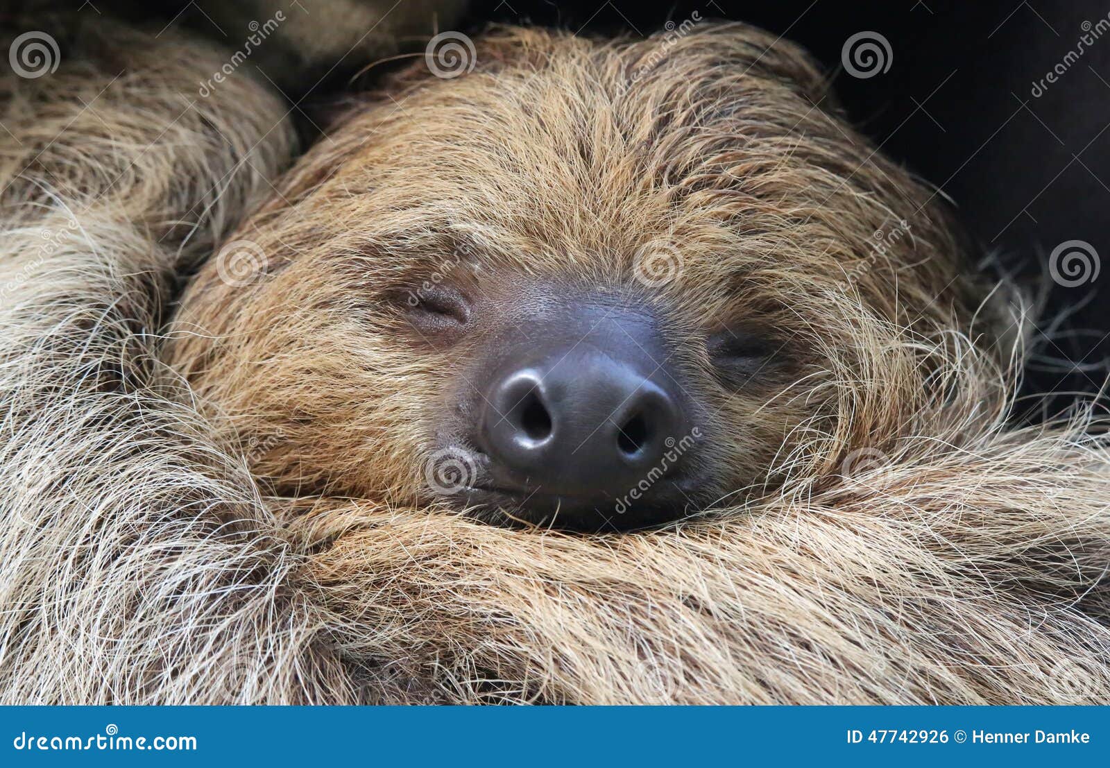 close-up view of a two-toed sloth