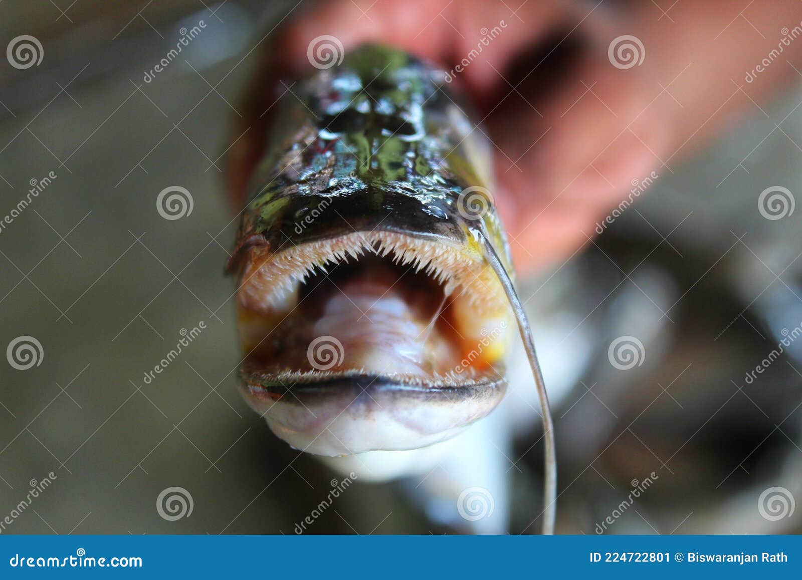 close up view of wallago attu mouth with sharp teeth freshwater shark