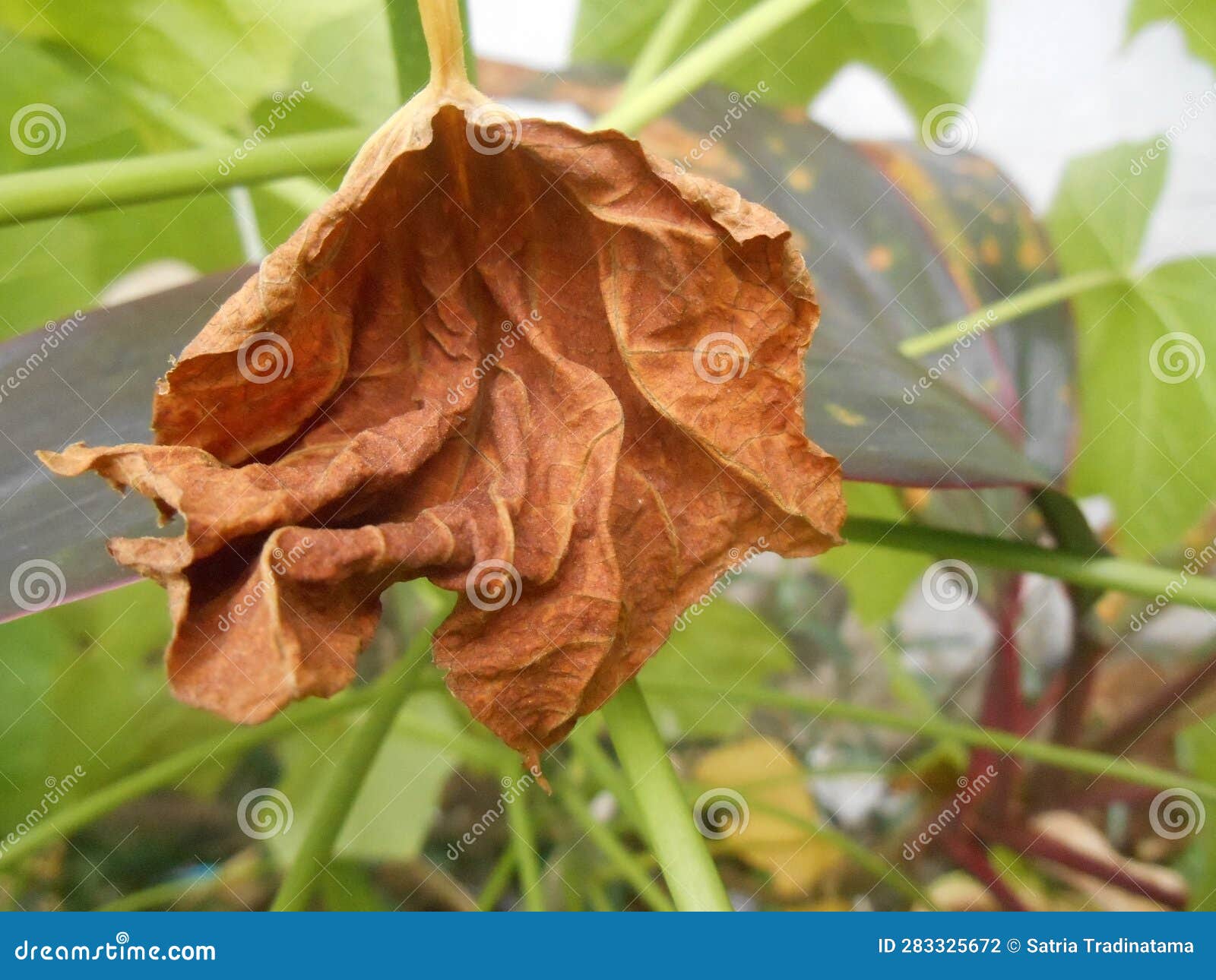 Close Up View of Wilted Leaf on Its Branch Stock Photo Image of